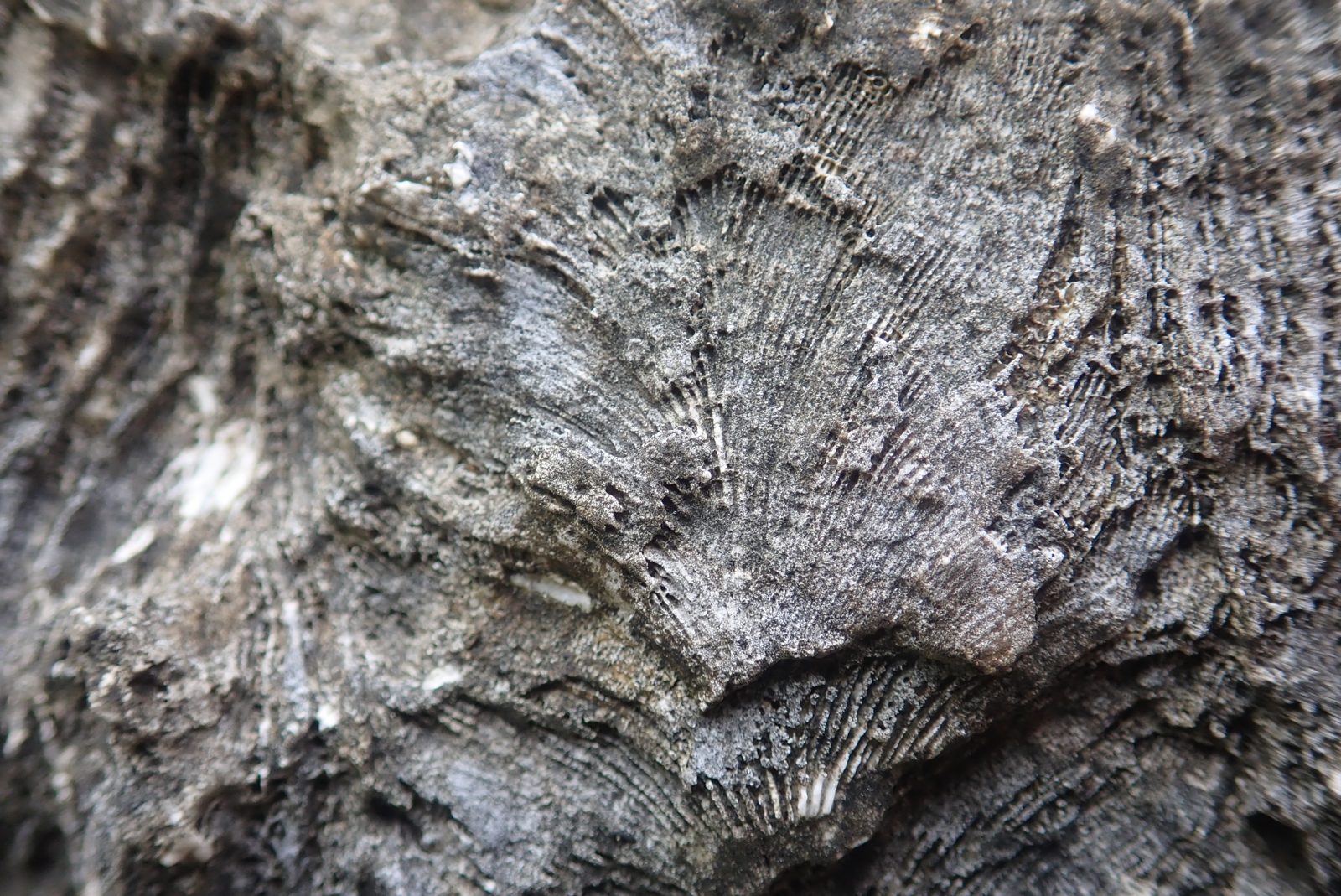Coral with feather-like upward corallite ridges about 0.5-1 mm apart and looks like brain-coral in end-on view.