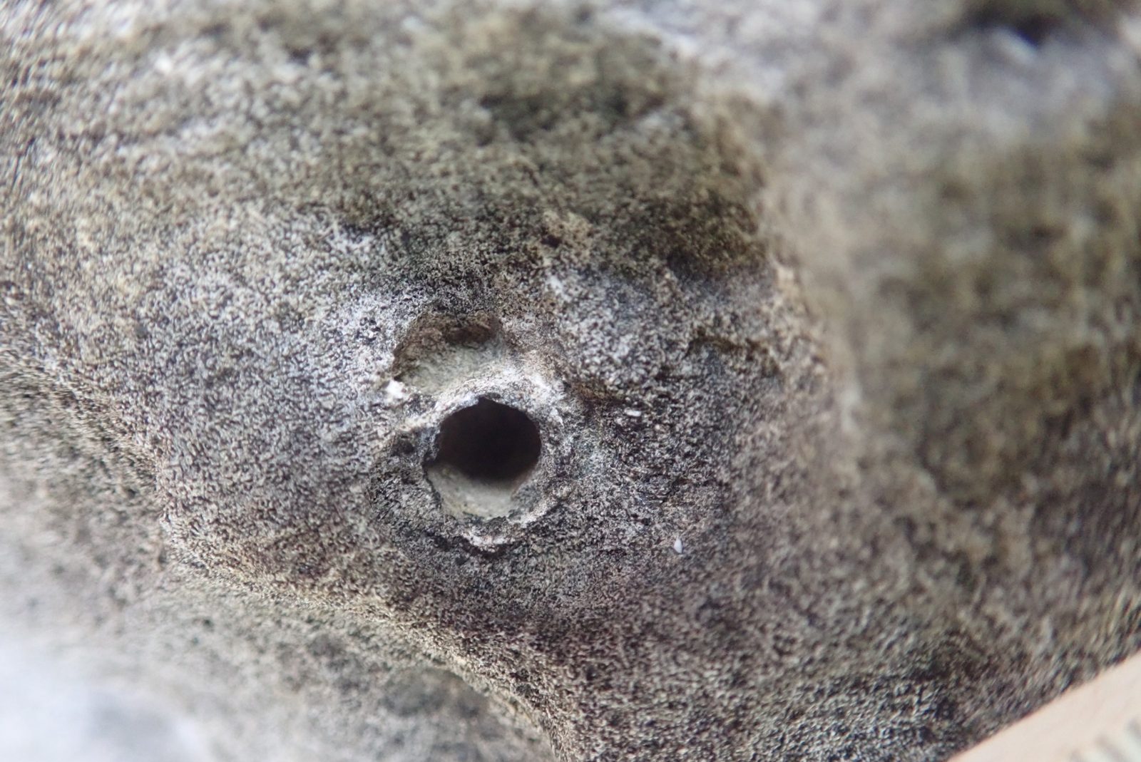 Smooth or encrusting coral wraps around high topography and is heavily bored by Christmas tree worms or attached organisms, with dense carbonate cement nearby.