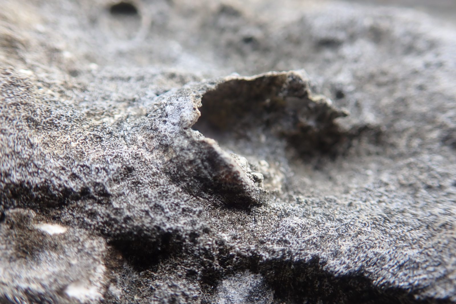 Smooth or encrusting coral wraps around high topography and is heavily bored by Christmas tree worms or attached organisms, with dense carbonate cement nearby.
