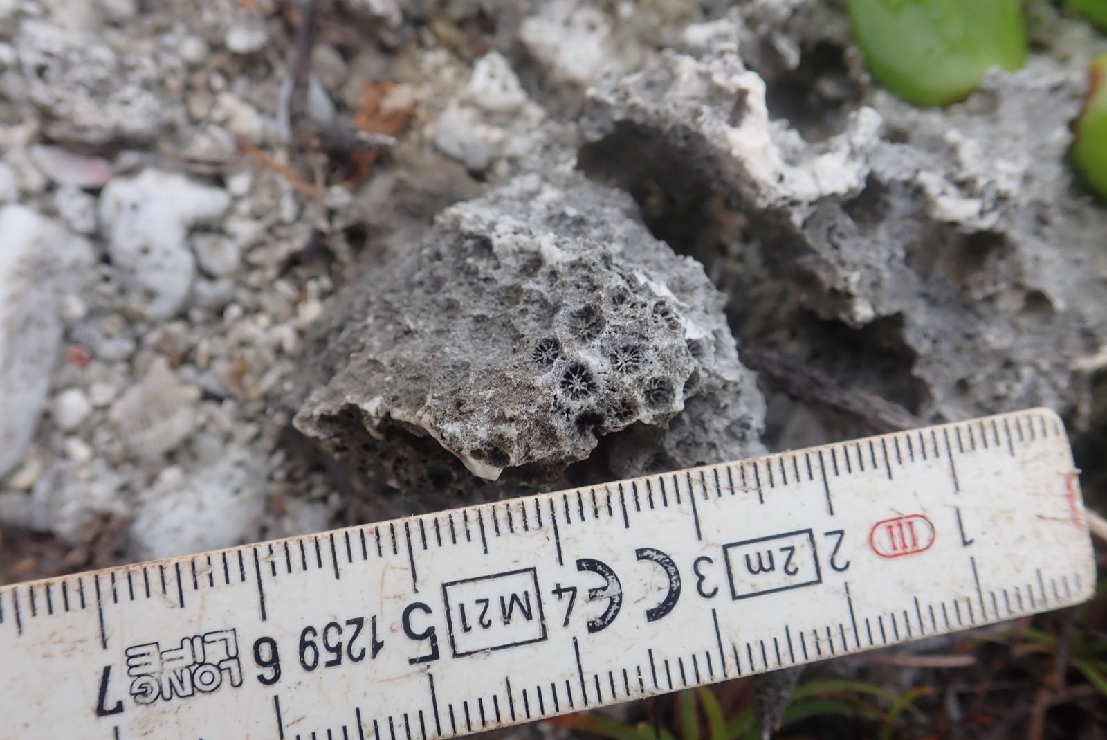 Large branching framework corals are absent from the upper unit but recur near beach-level exposures, suggesting a vertical or lateral reef-position control.