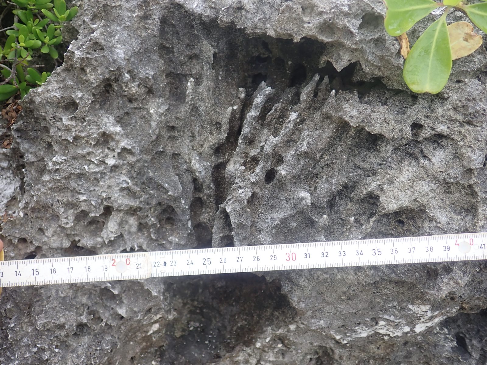 A higher, smaller branching coral has roughly 0.5 cm branches, fine corallites, and a colony only about 10-15 cm across.