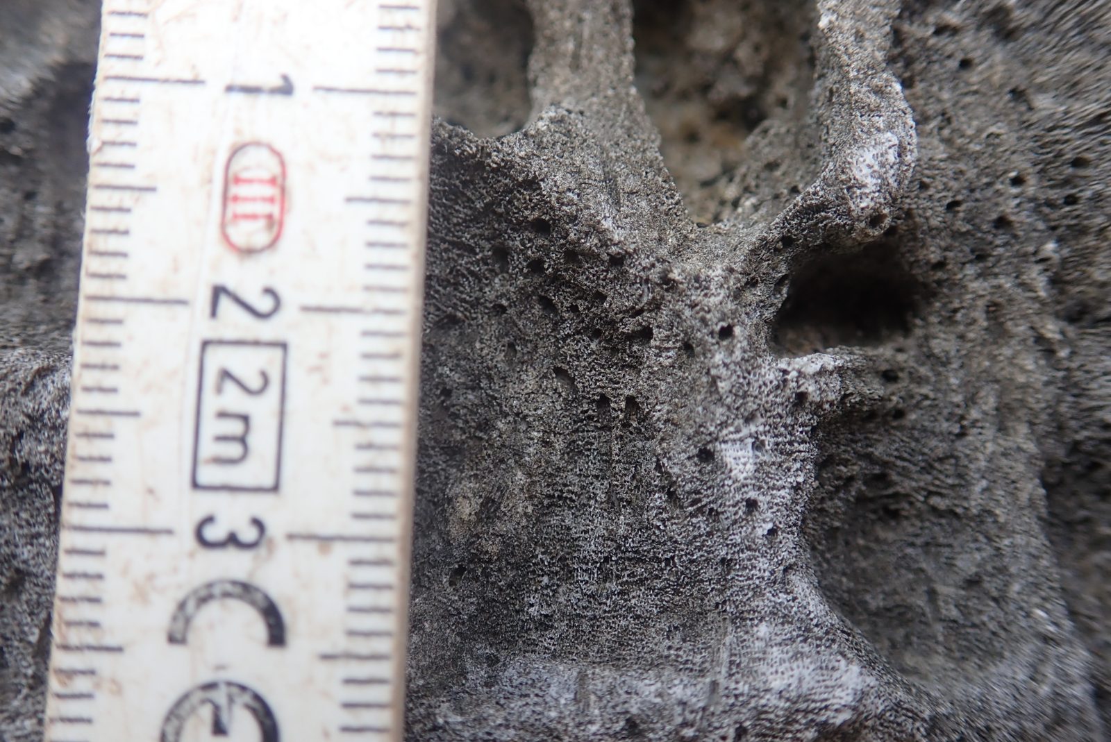 Large lower branching coral may be the same fine-textured coral as smaller upper colonies, with branch width varying by weathering.