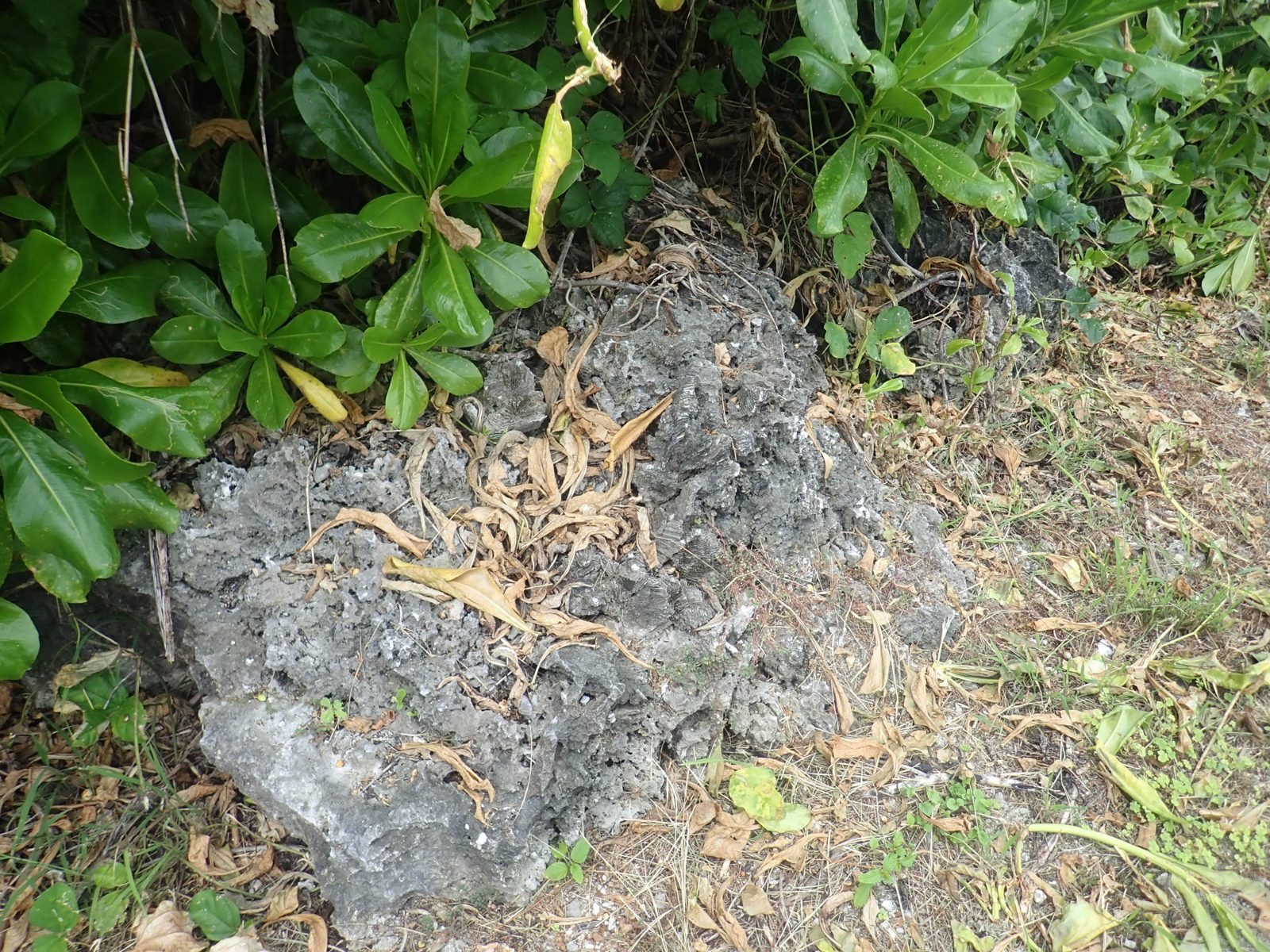 A large brain coral road-level block may have been moved a few meters by road work but is likely too massive to be wave transported and may be near in situ.