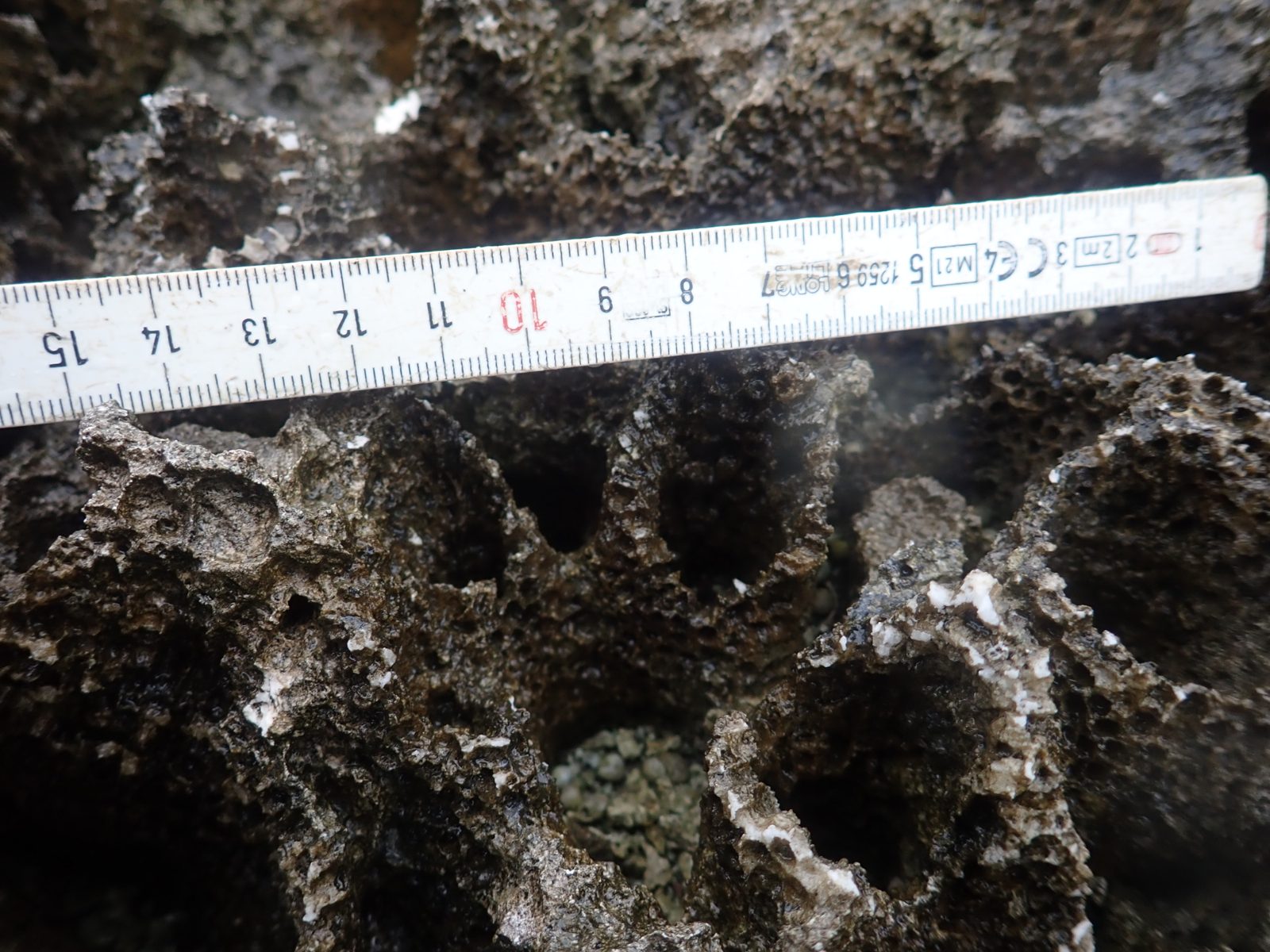 HS102 includes organ-pipe-like upward-branching coral with several-centimeter vertical columns and 1-2 mm corallites forming the column walls.