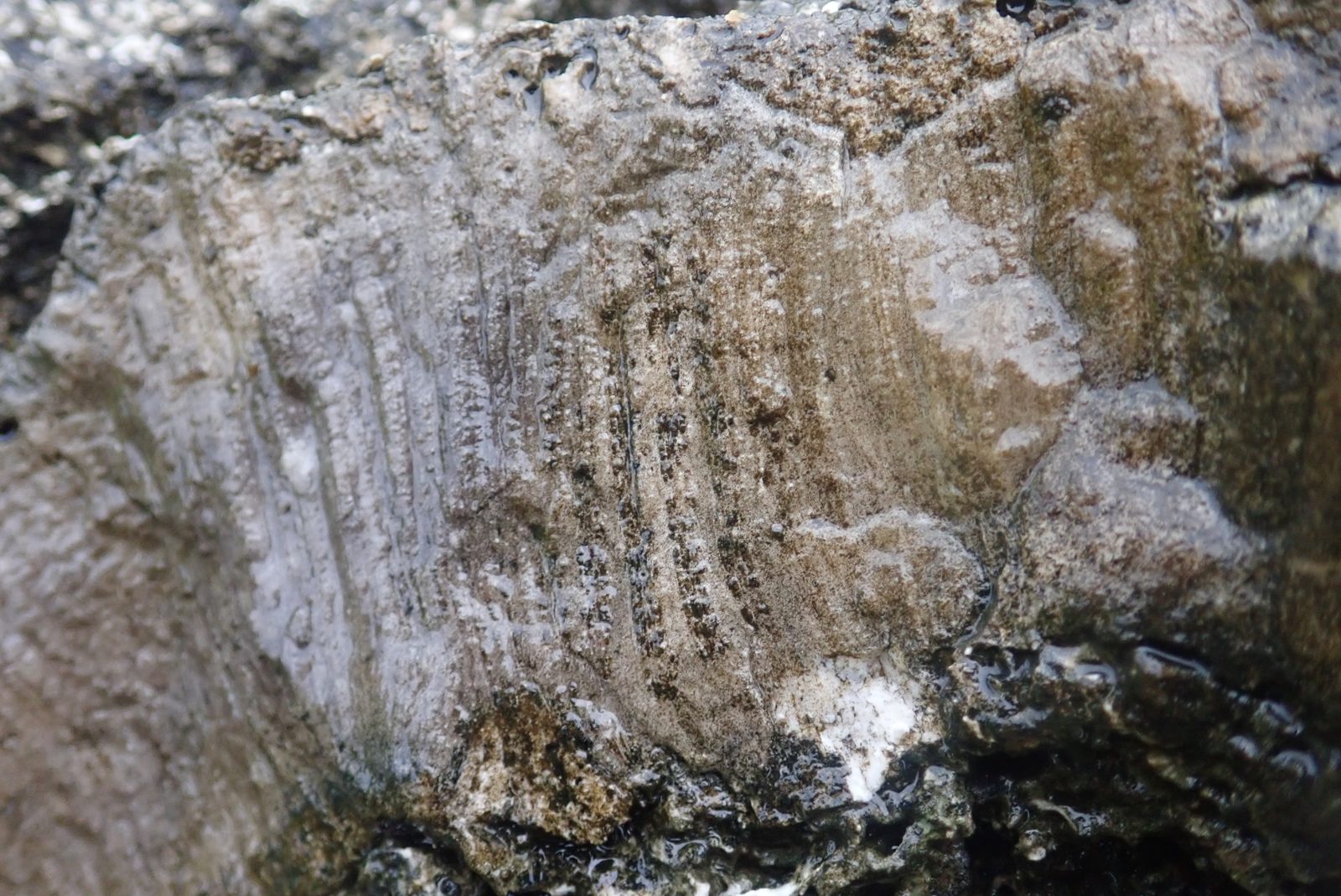 Tabular or encrusting coral with very small corallites and boreholes sits atop other colonies below breccia, possibly marking the framework-to-infill contact.