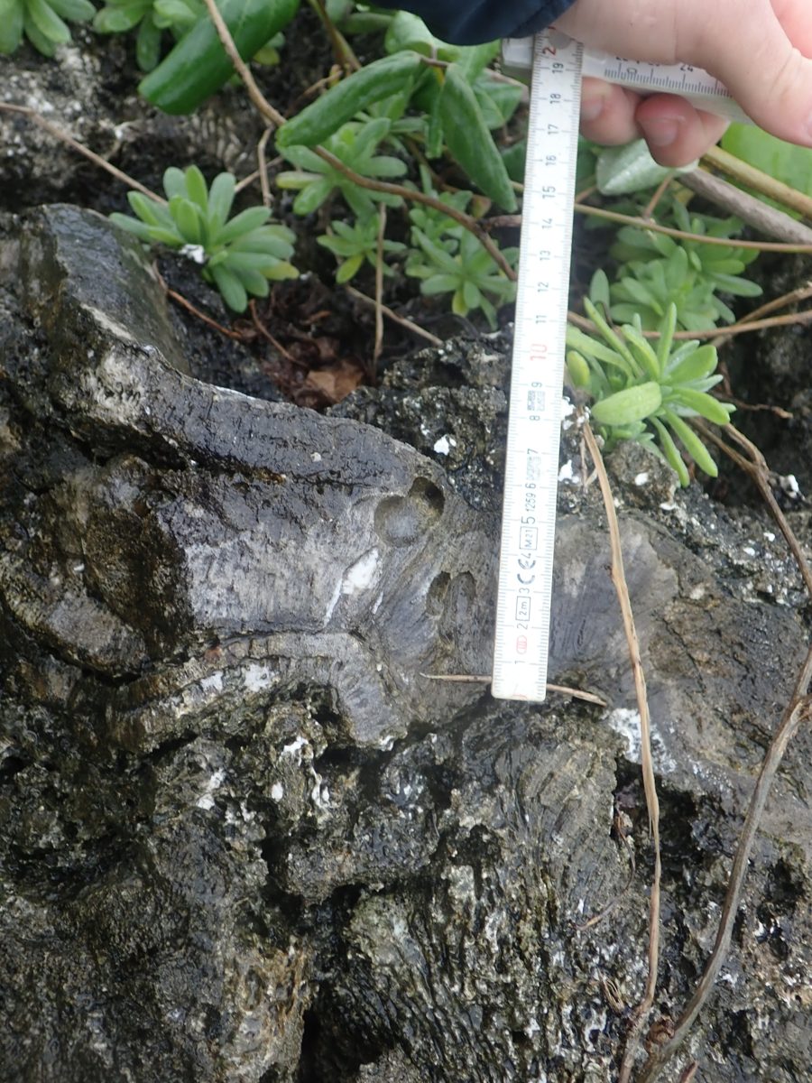 Tabular or encrusting coral with very small corallites and boreholes sits atop other colonies below breccia, possibly marking the framework-to-infill contact.