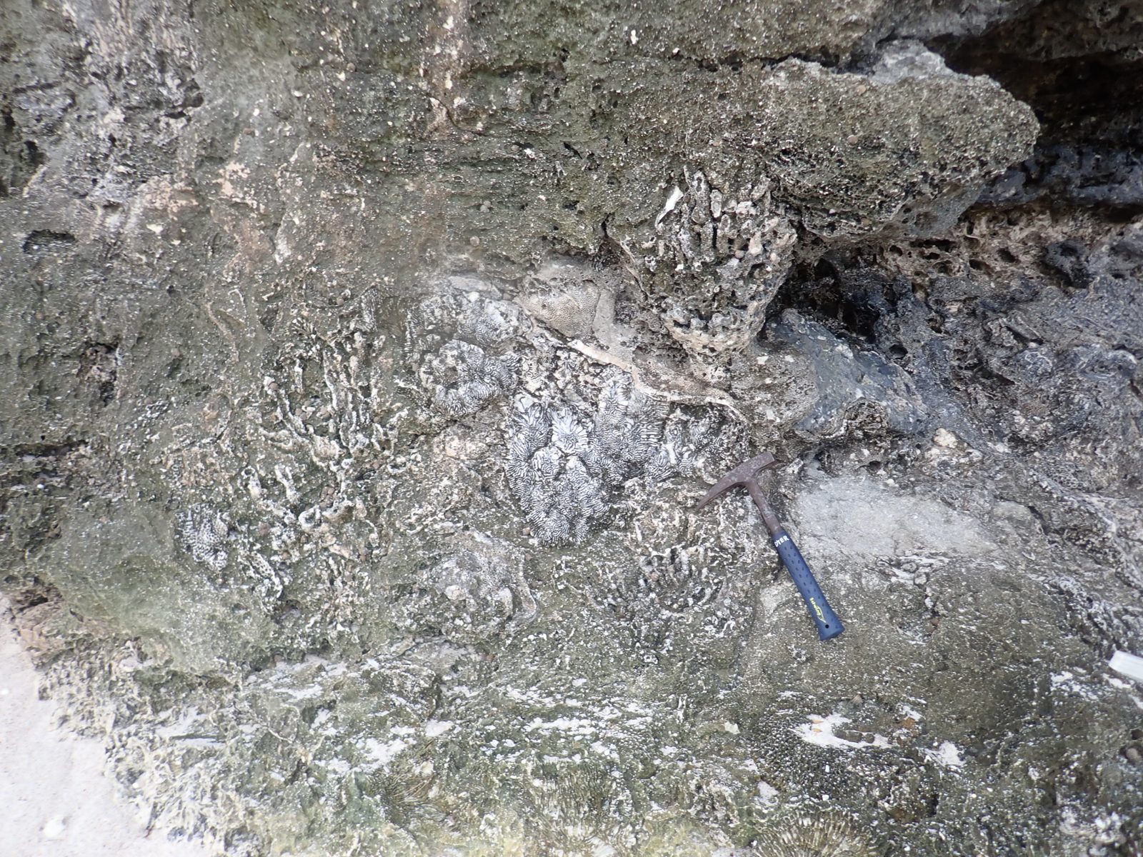Brain coral in the lower reef unit is overgrown by encrusters and branching corals, then buried by reef rubble and sand at Oravaru/Cook's Landing.