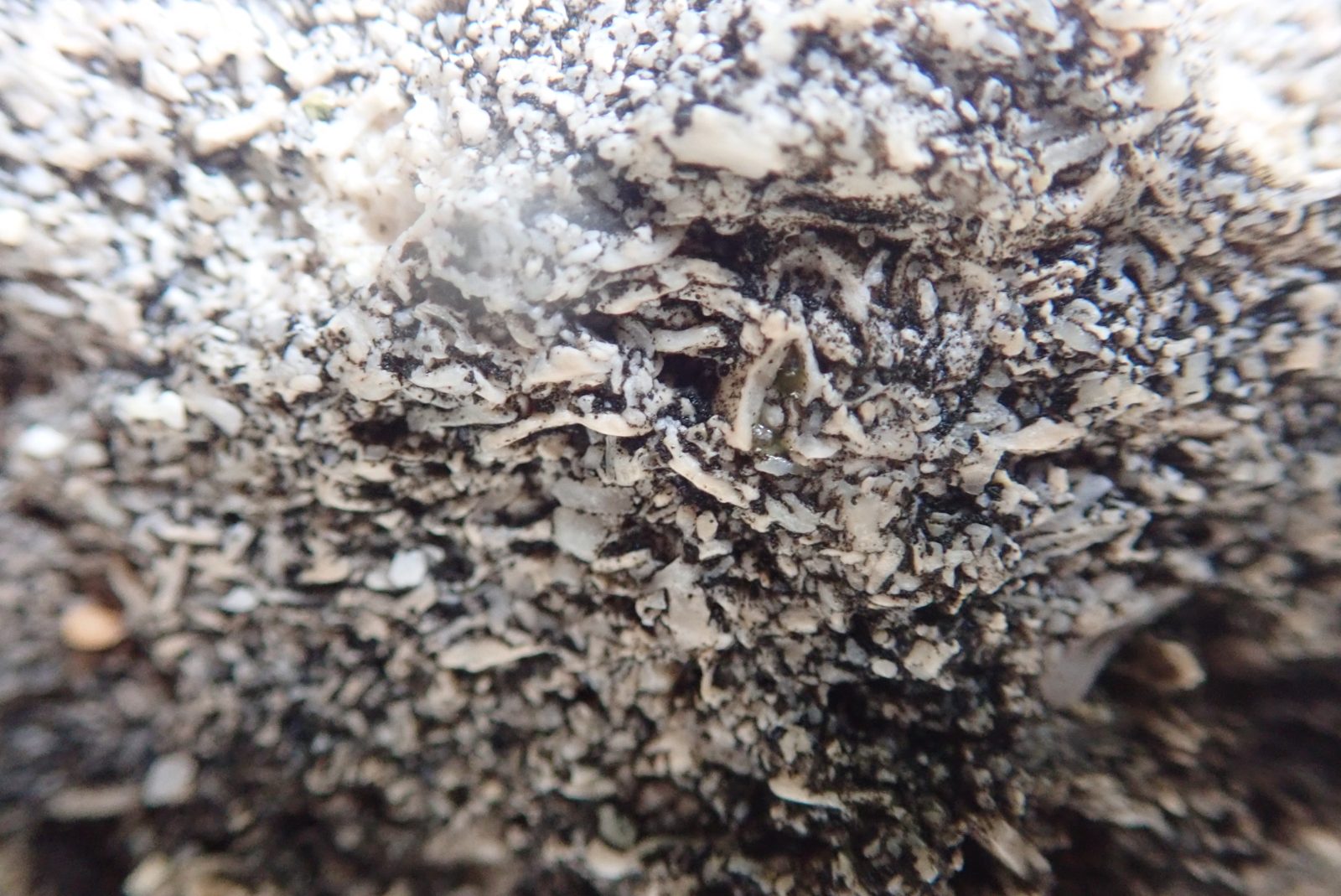 Coarse angular algal sand pockets: Patchy pockets of coarse angular sand and platy grains fill reef-top relief rather than forming a continuous bed.