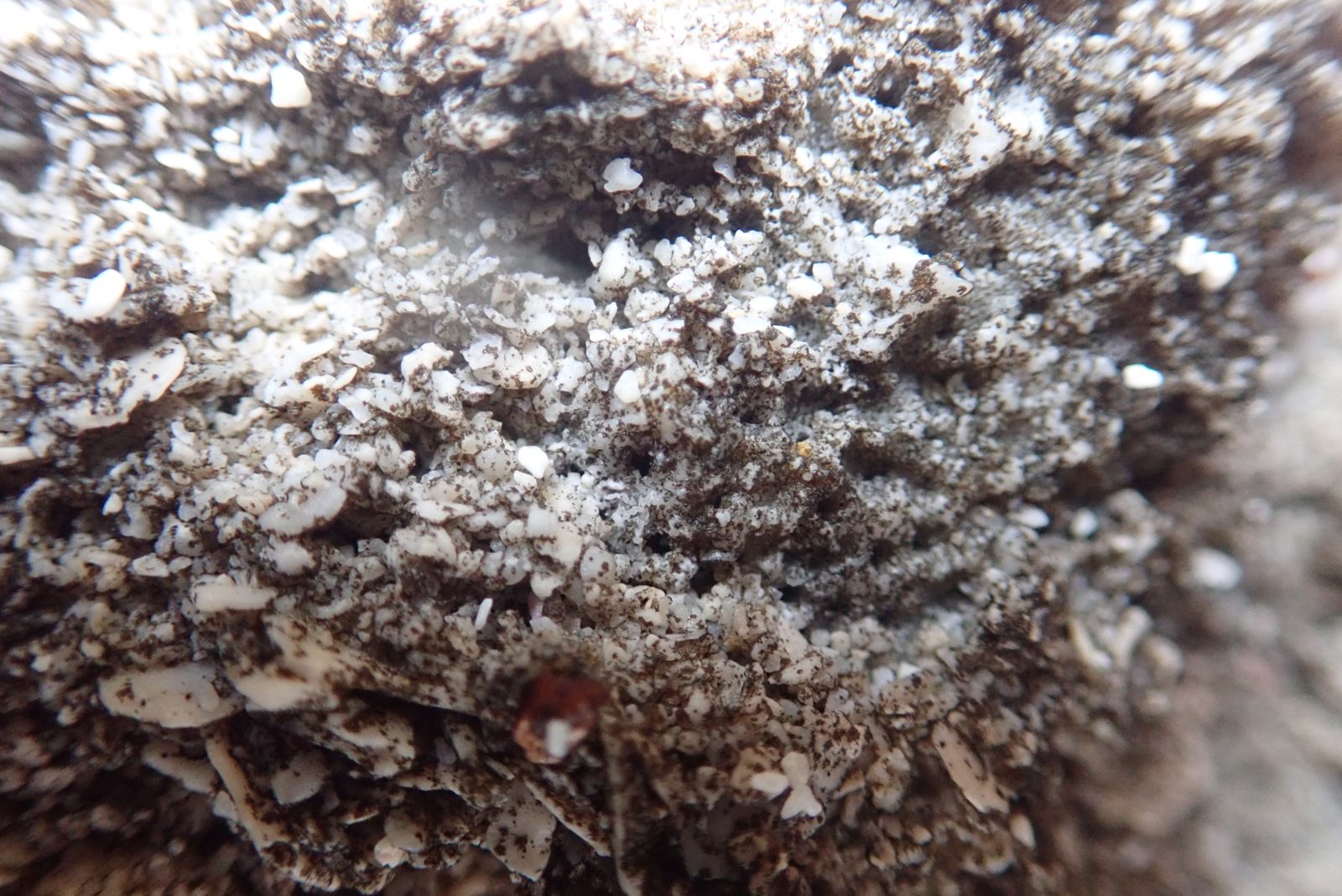 Coarse angular algal sand pockets: Patchy pockets of coarse angular sand and platy grains fill reef-top relief rather than forming a continuous bed.