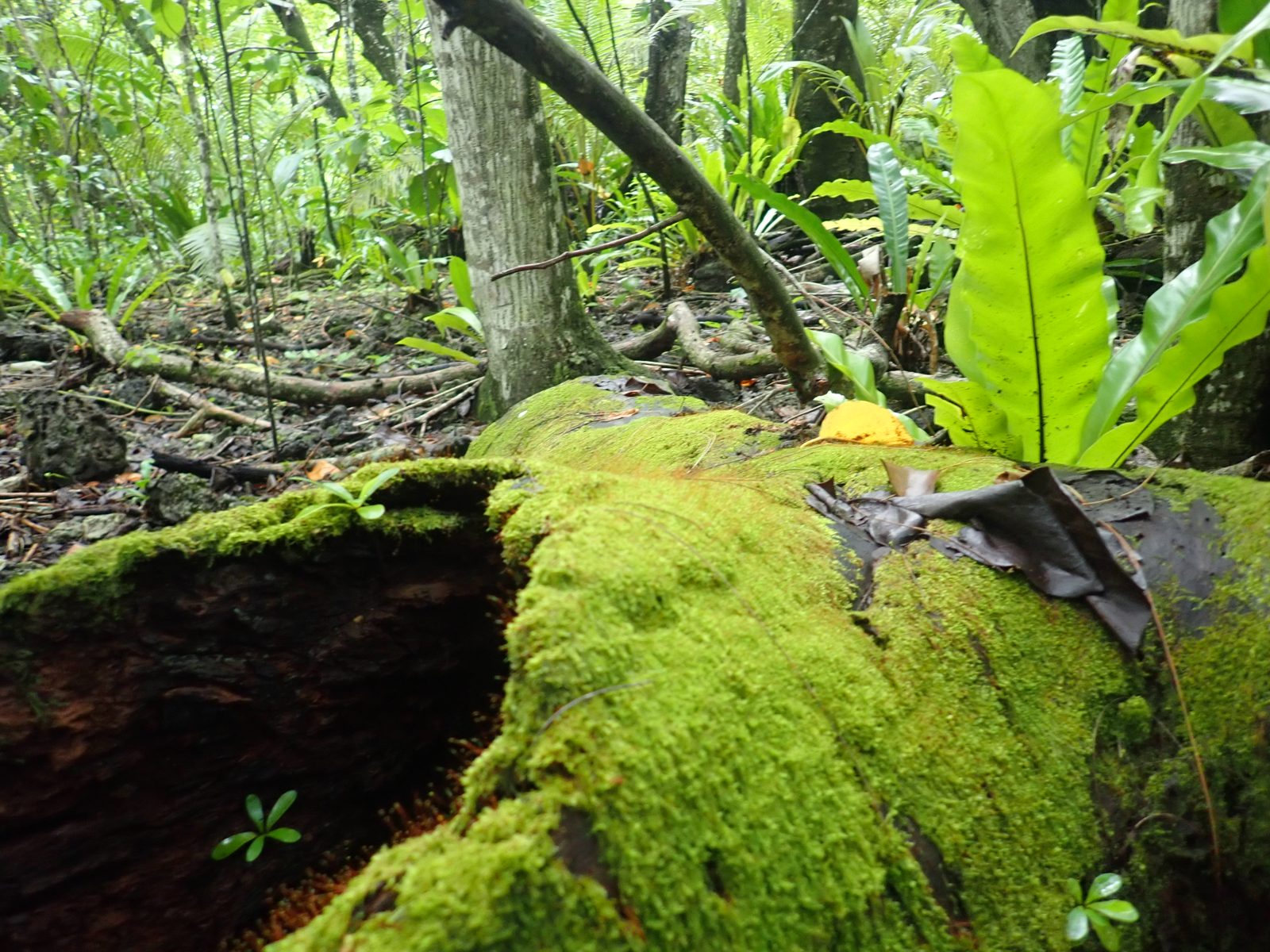 Sand layer persists inland: The coral rubble and sand layer continues into the jungle away from the coast, though weathering makes the facies harder to read.