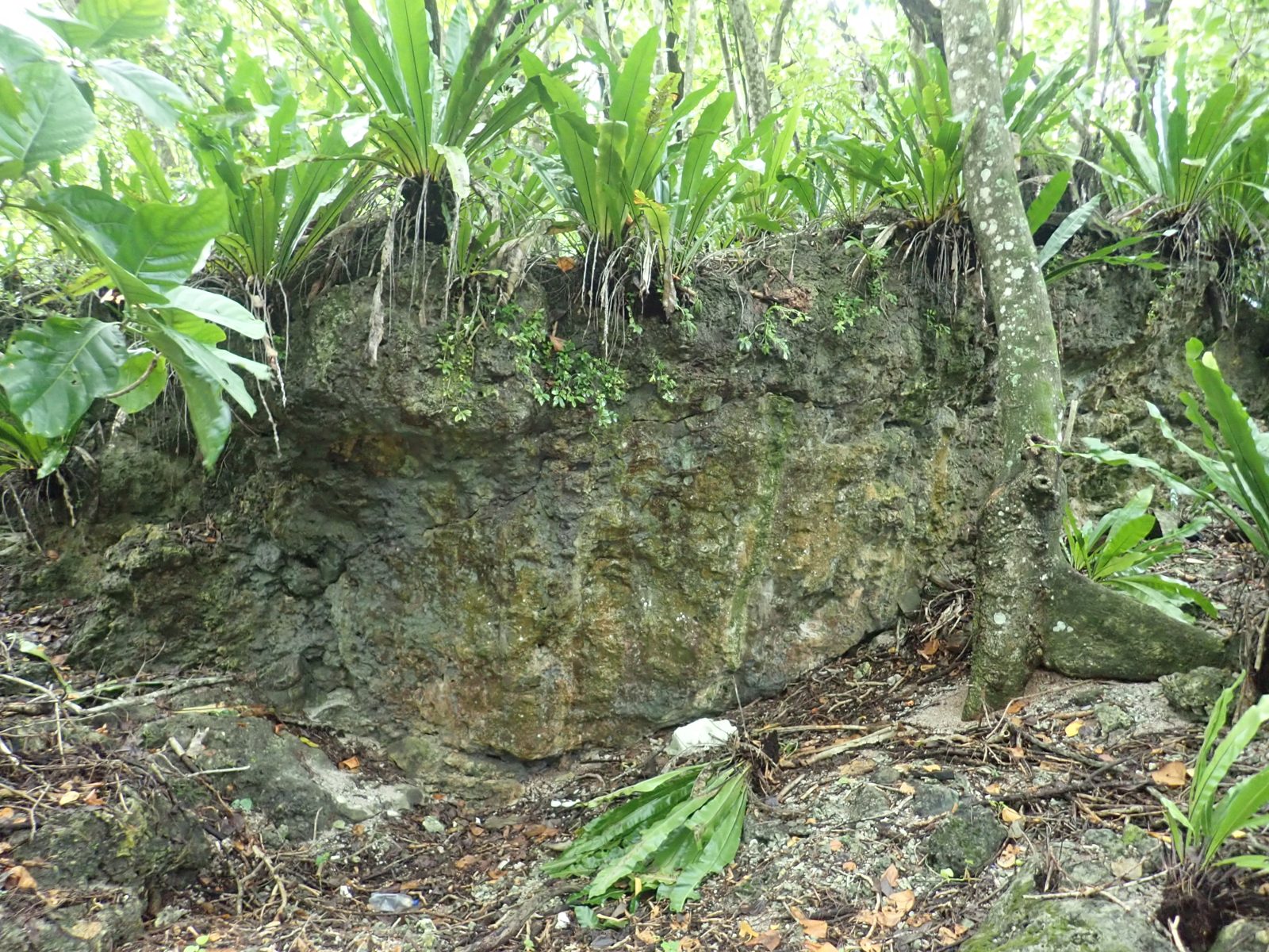 Sand layer persists inland: The coral rubble and sand layer continues into the jungle away from the coast, though weathering makes the facies harder to read.