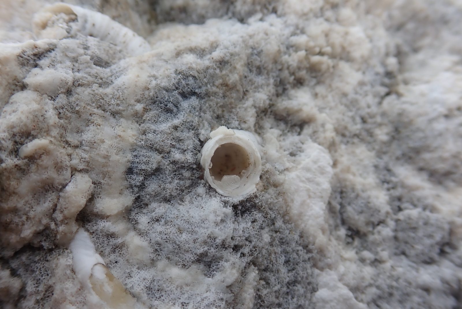 HS104 Tangaroa fresh wall: Recently excavated Tangaroa/harbor wall is a preservation experiment: fresh cuts obscure some coral textures but reveal worms, clams, and encrusted zones for photogrammetry comparison.