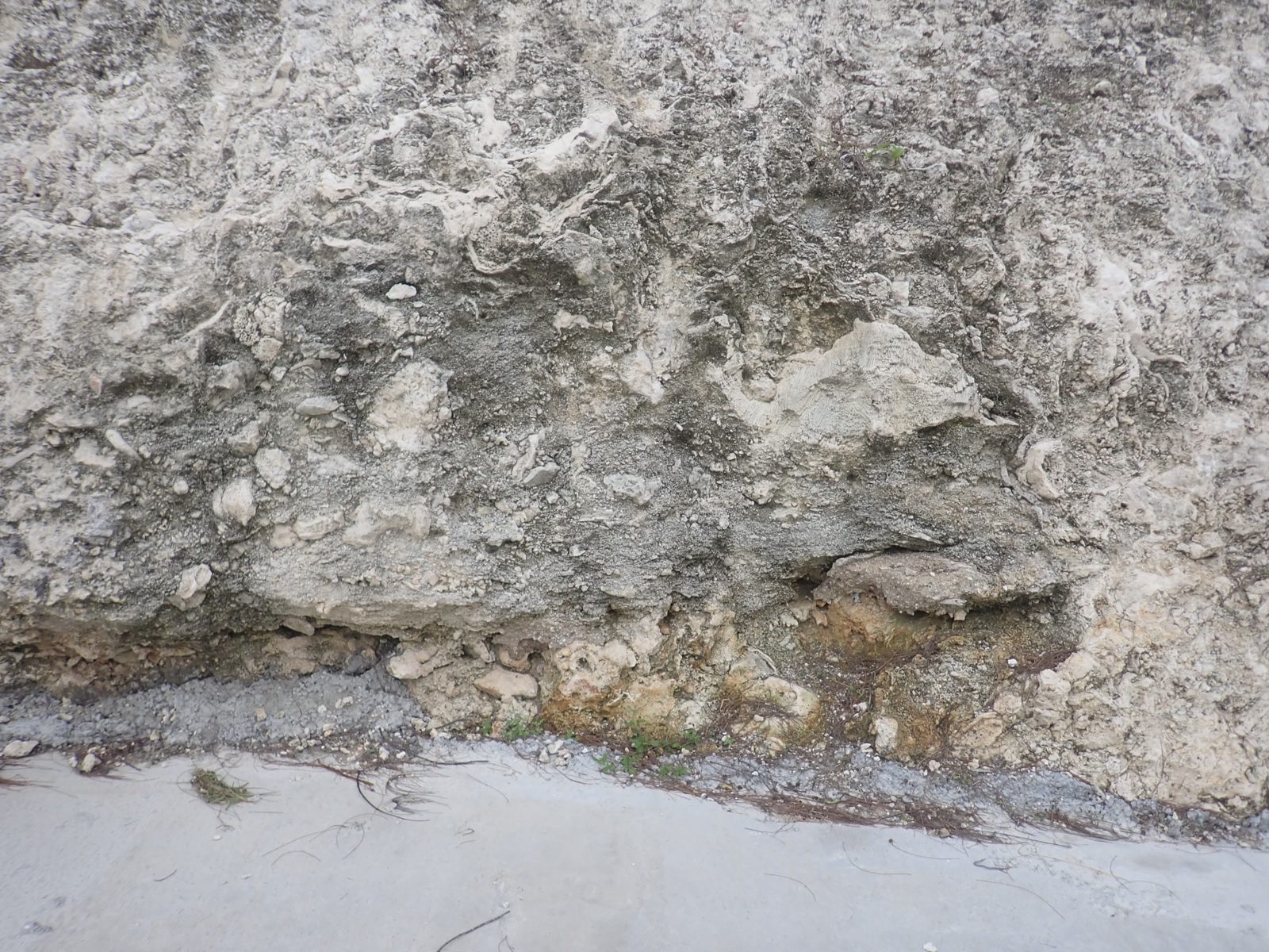 HS104 encruster coherence: Encrusters at HS104 follow non-horizontal to vertical horizons for meters, implying coherent reef fabric rather than loose breccia.