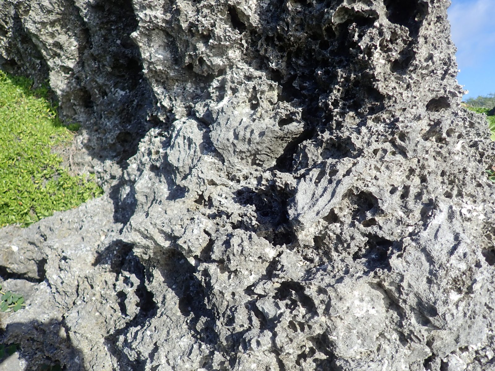 HS106 corals into vegetation: Coral framework continues high into the vegetated part of HS106, extending the outcrop above the lower exposure.