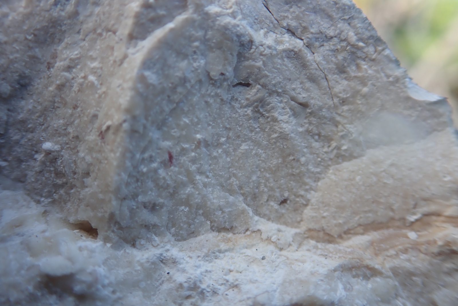 Roadside recrystallized grainstone: Unit just above the road is described as heavily recrystallized grainstone, useful as a contrast with fresher coral framework nearby.