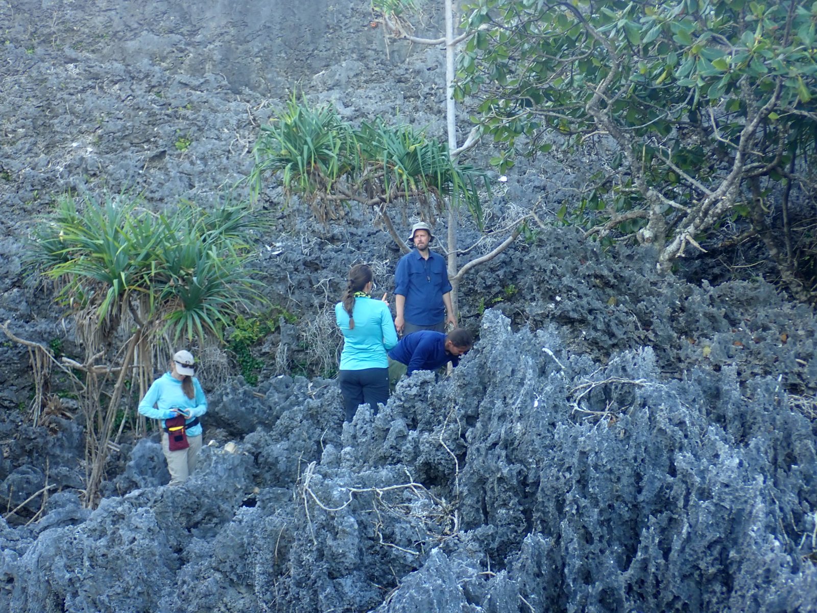 HS109 inland coral search: Team searched inland at the base of the next cliff in sharp makatea terrain for additional coral.