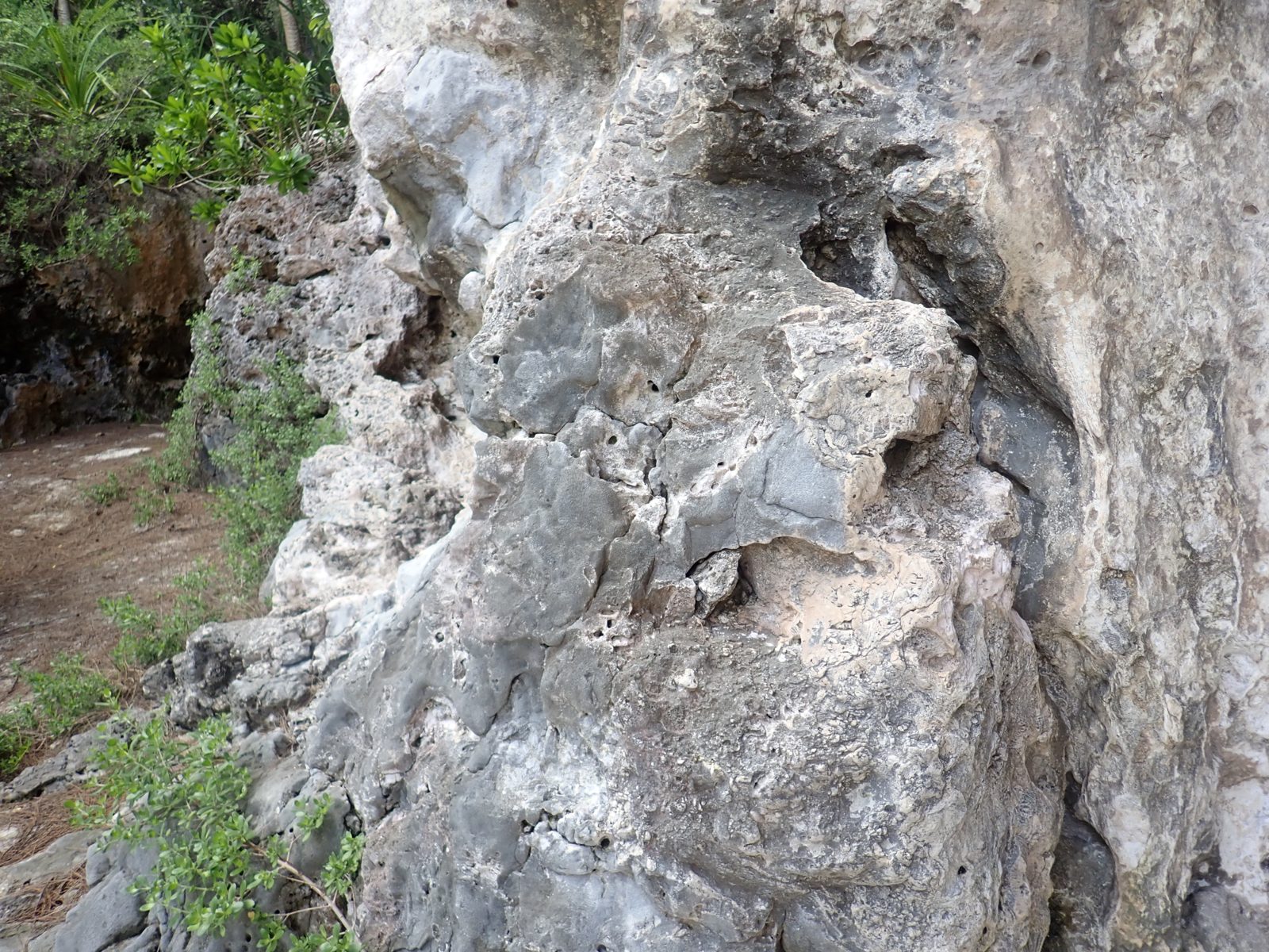 High Porites cave uncertainty: Porites high in the cave, several meters above present ocean level, raises uncertainty over whether the feature is Holocene infill, 5e infill, or weathered older reef.