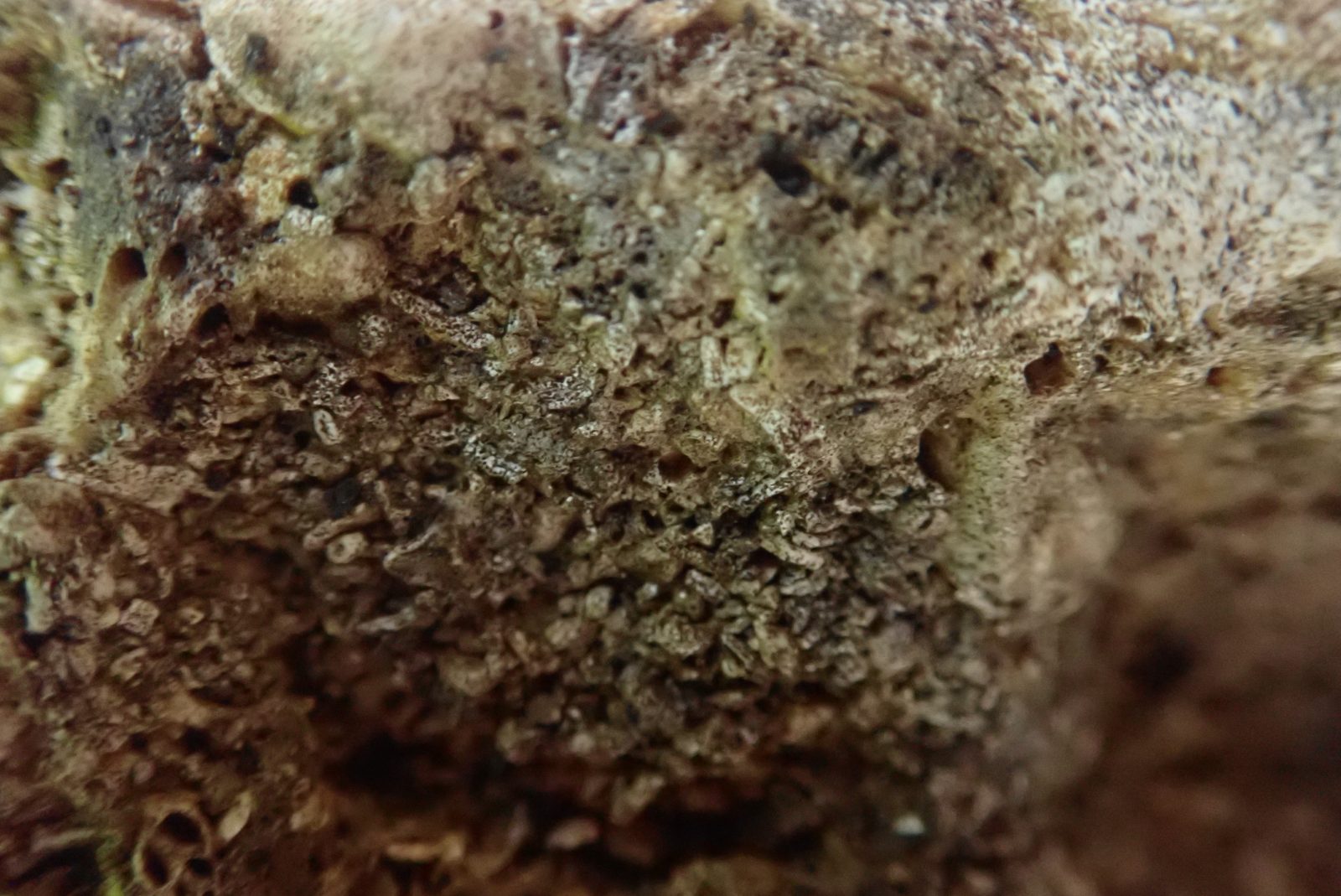 Araoa platy grainstone: Photos show coarse platy grainstone near eye level in the upper cave part of the Araoa outcrop.