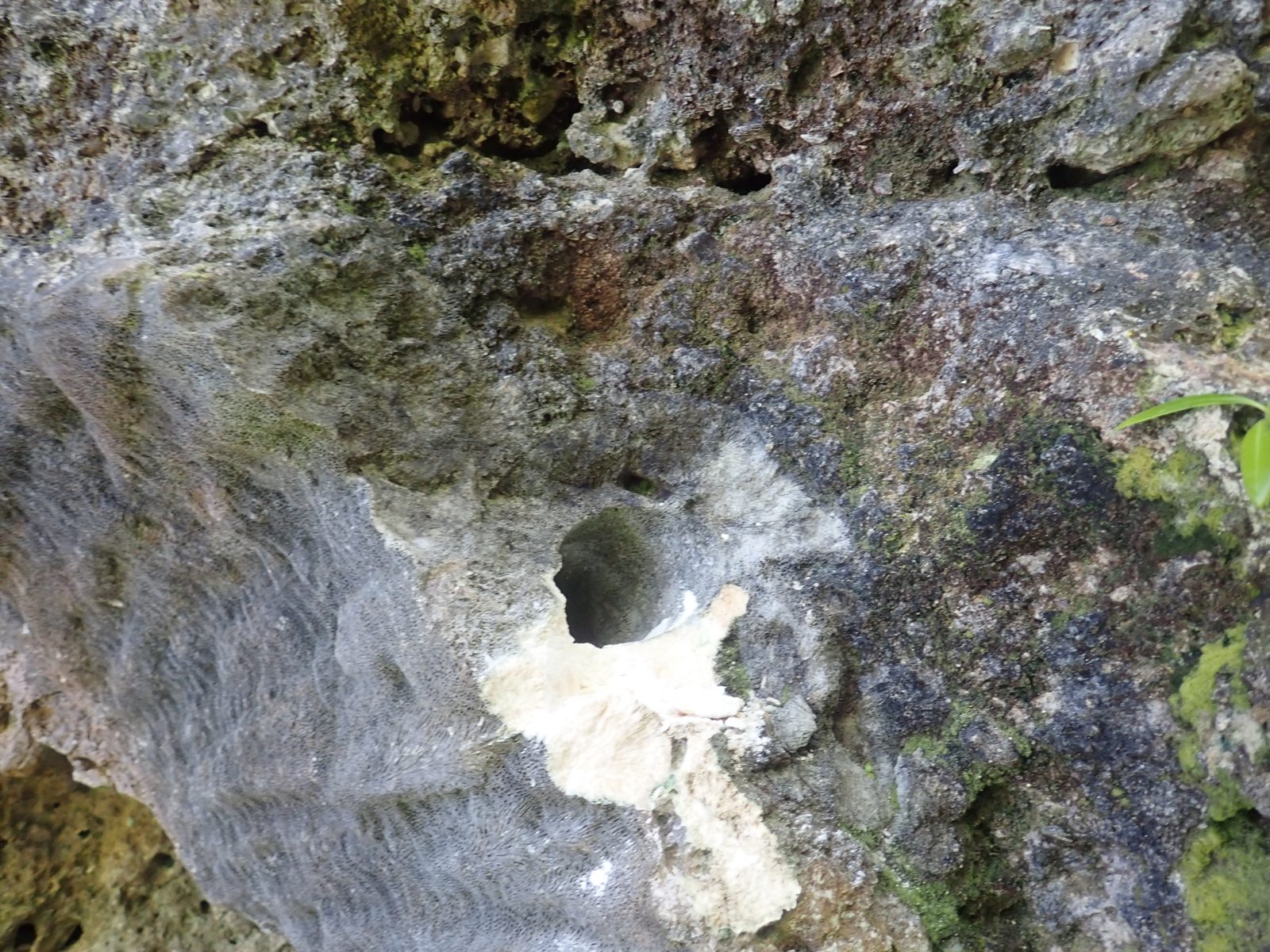 HS110 high Porites and brain-coral samples: Two higher HS110 samples targeted a possible drilled Porites in growth direction and a large brain coral around the cave backside.