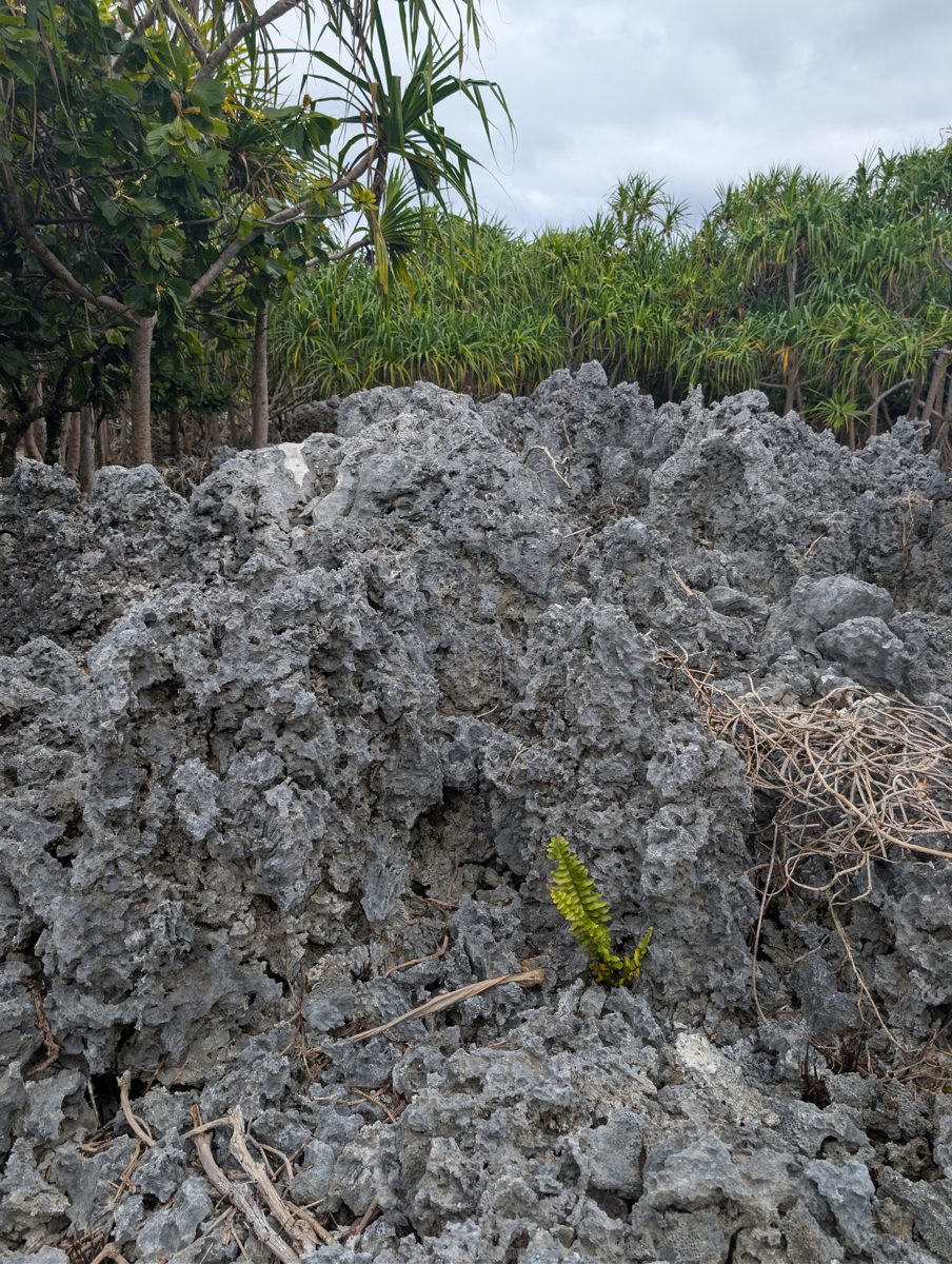 Dense coral at high-cliff base: At the base of the high cliff, the team entered dense, obvious growth-position coral with diverse species, consistent with a major constructional reef zone.
