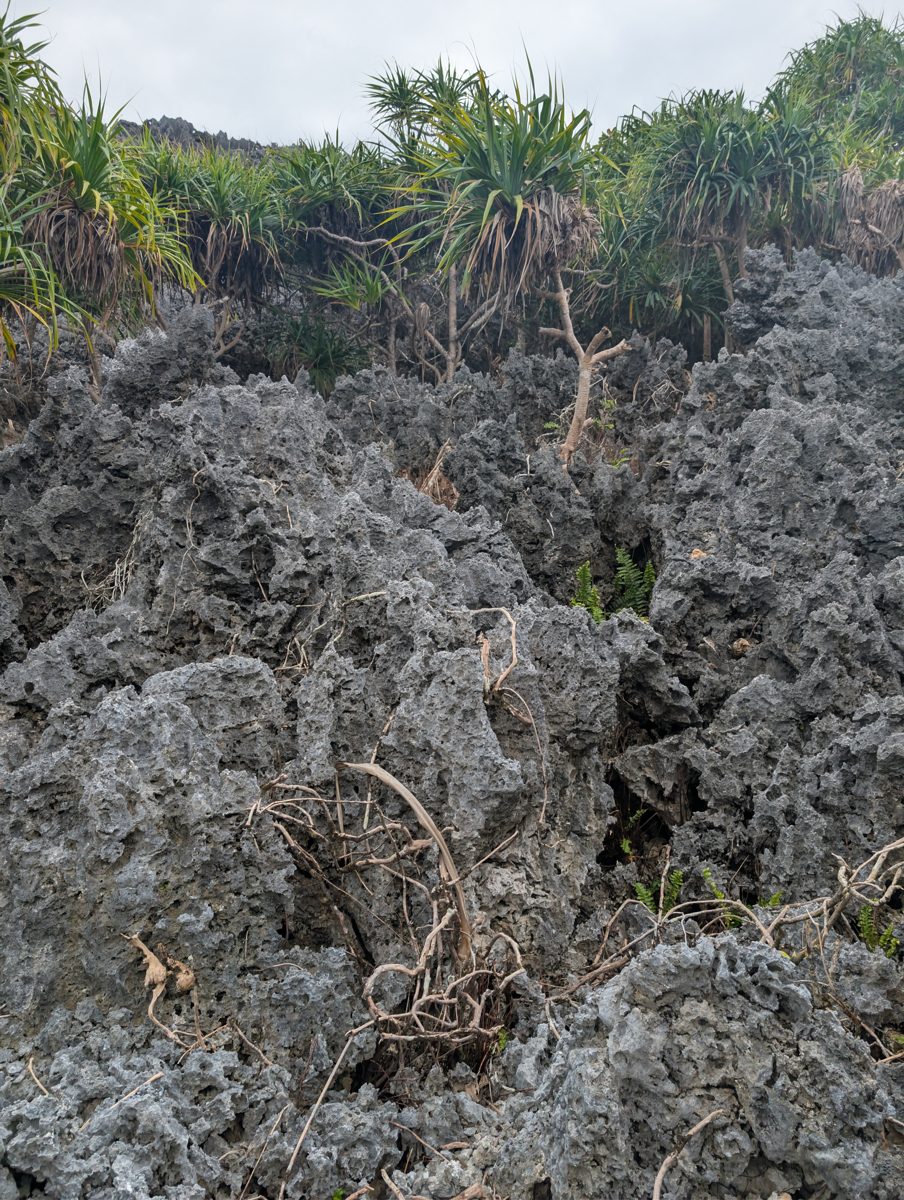 Dense coral at high-cliff base: At the base of the high cliff, the team entered dense, obvious growth-position coral with diverse species, consistent with a major constructional reef zone.