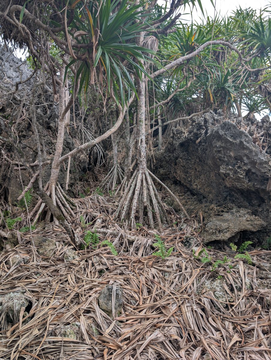 Paleo cave groove and cobbles: Photos in a notch-like cave or groove show imbricated coarse sediment and dense coral pinnacles, with uncertainty between ancient 5e cobbles and modern cyclone reworking.