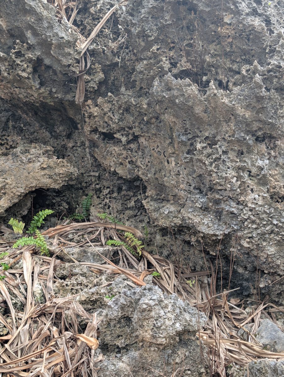 Paleo cave groove and cobbles: Photos in a notch-like cave or groove show imbricated coarse sediment and dense coral pinnacles, with uncertainty between ancient 5e cobbles and modern cyclone reworking.