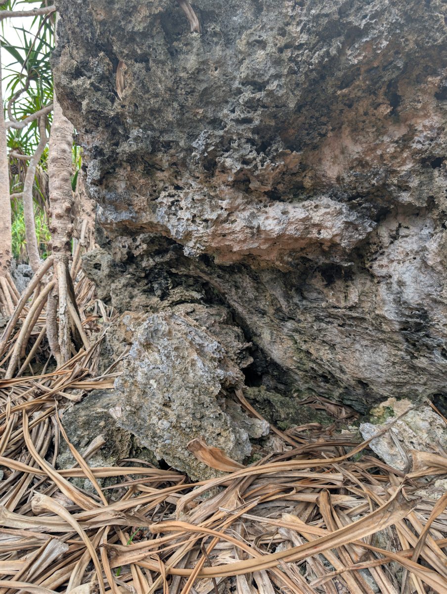 Vertical encrusters in paleo-groove: Photo note records encrusters growing vertically along the walls of a paleo-groove in the fossil reef.