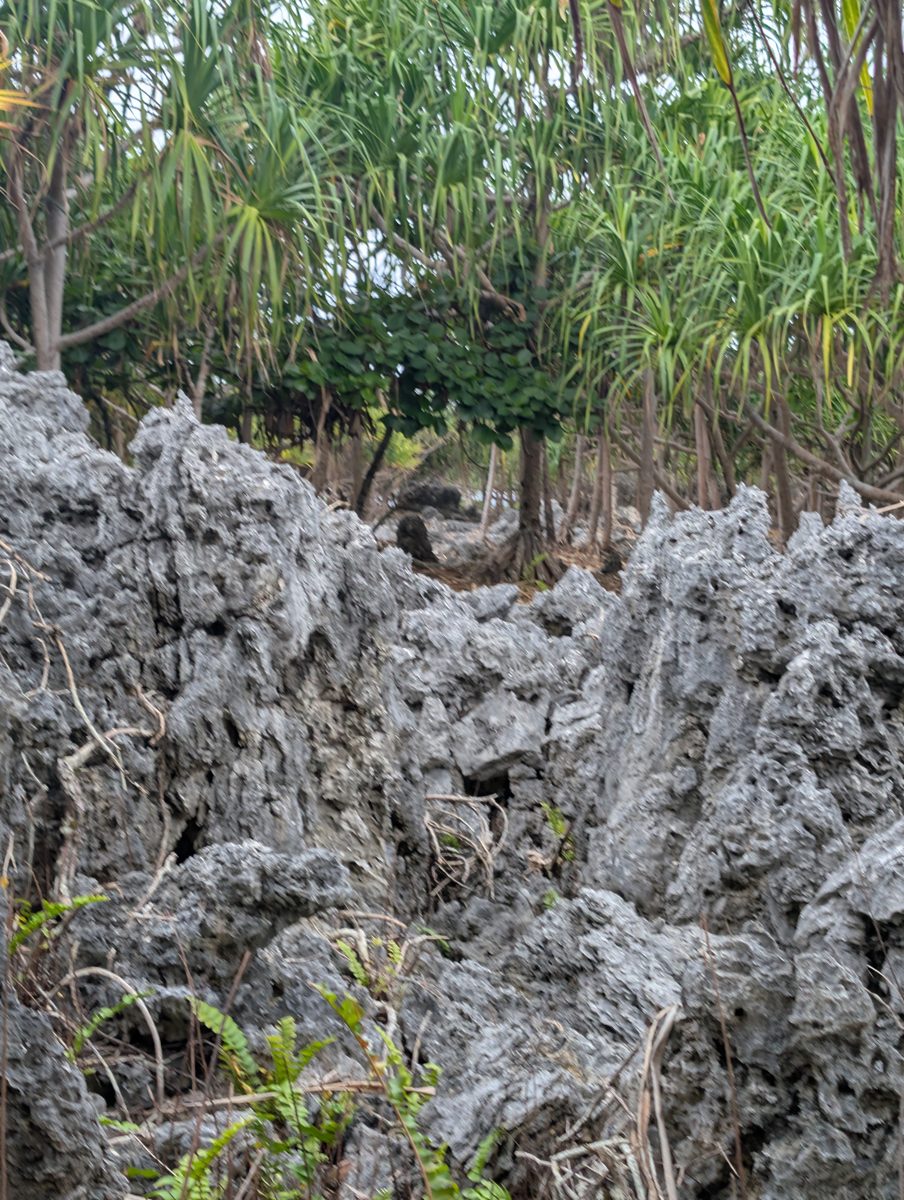 Vertical encrusters in paleo-groove: Photo note records encrusters growing vertically along the walls of a paleo-groove in the fossil reef.