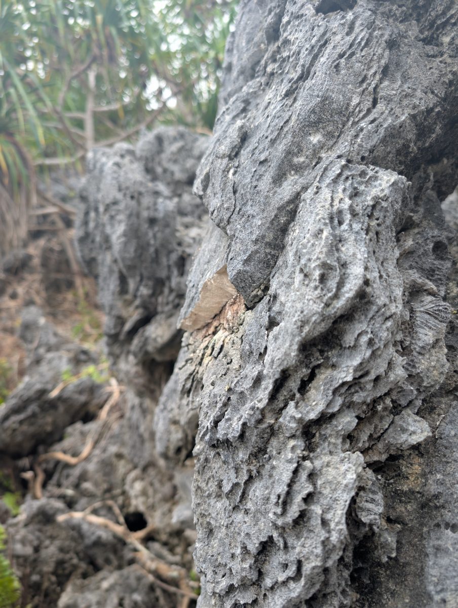 Porites groove sample: Two pieces of Porites were collected from the photographed groove as a provisional June 3 sample.