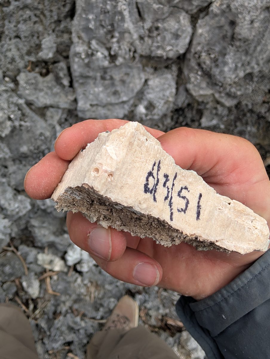 Porites groove sample: Two pieces of Porites were collected from the photographed groove as a provisional June 3 sample.