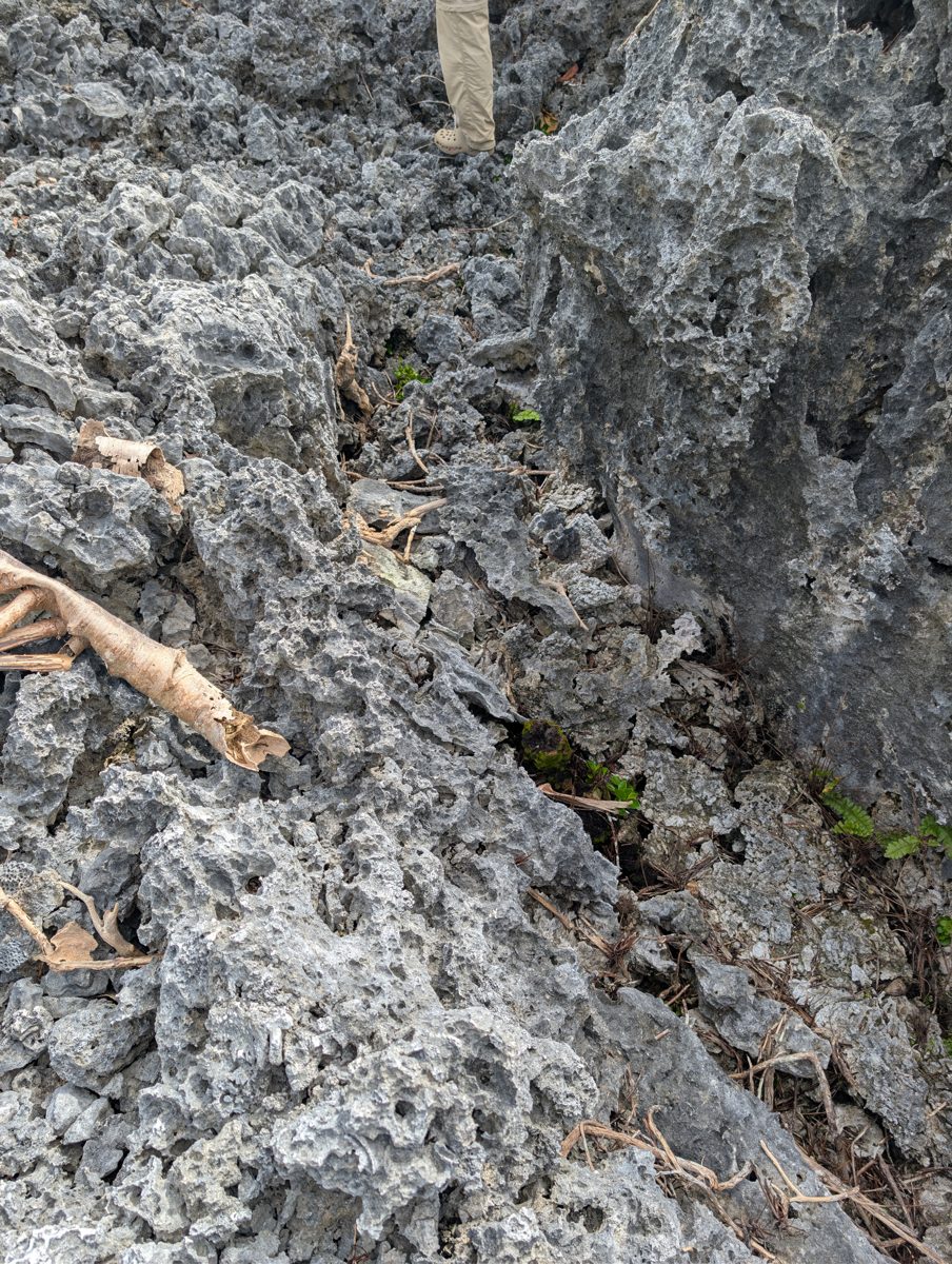 Porites groove and mound photos: Photos show Porites encrusting along a groove and forming a mound edge, with rounded coral-shell cobbles in the groove.