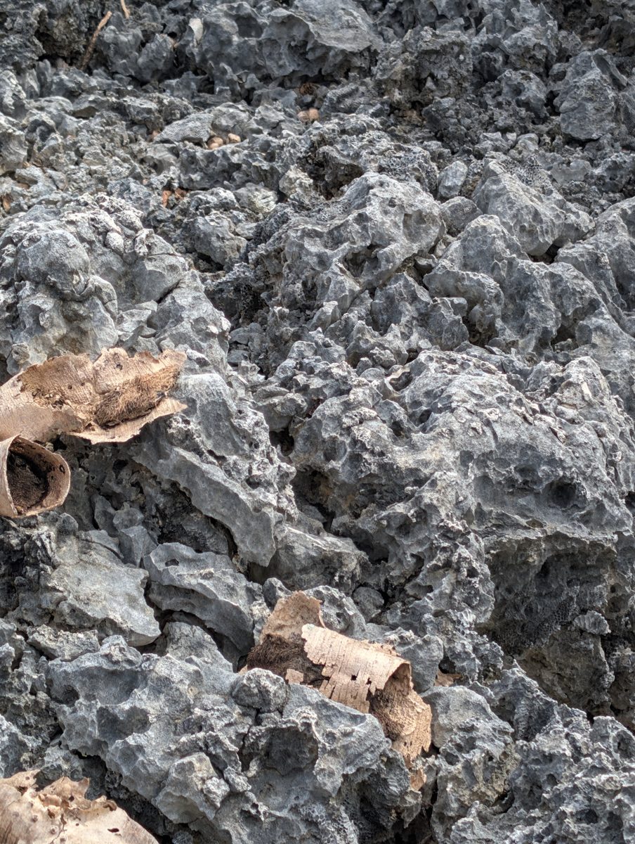 Porites groove and mound photos: Photos show Porites encrusting along a groove and forming a mound edge, with rounded coral-shell cobbles in the groove.