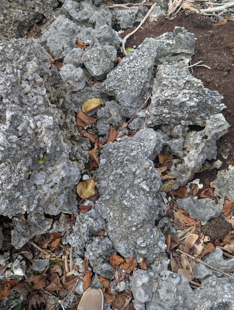 Cemented coral-shell cobbles: Photos from a reef hole show cemented rounded cobbles of coral, shells, and carbonate pieces with encrusting and branching corals on the walls.