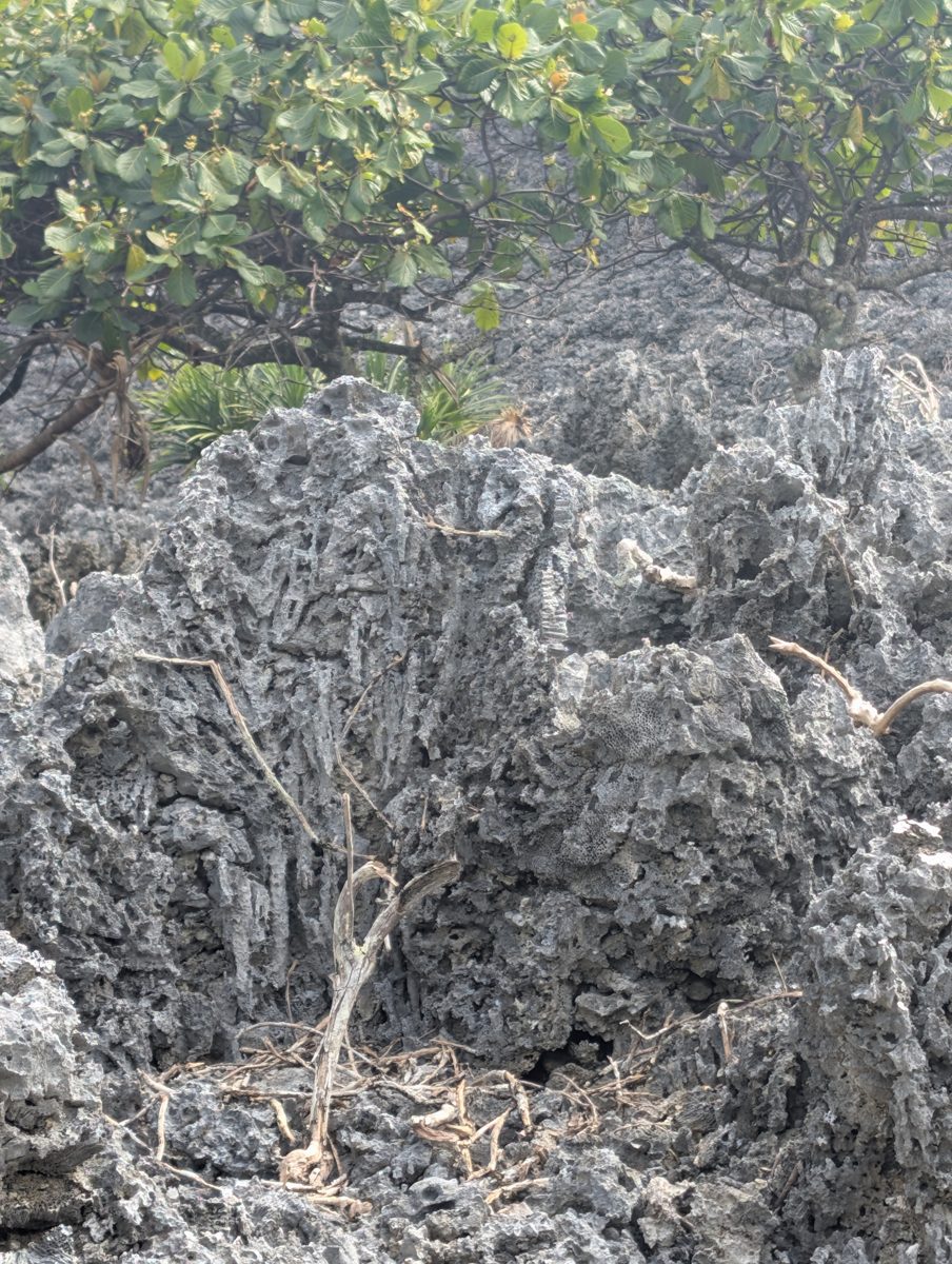 Cemented coral-shell cobbles: Photos from a reef hole show cemented rounded cobbles of coral, shells, and carbonate pieces with encrusting and branching corals on the walls.