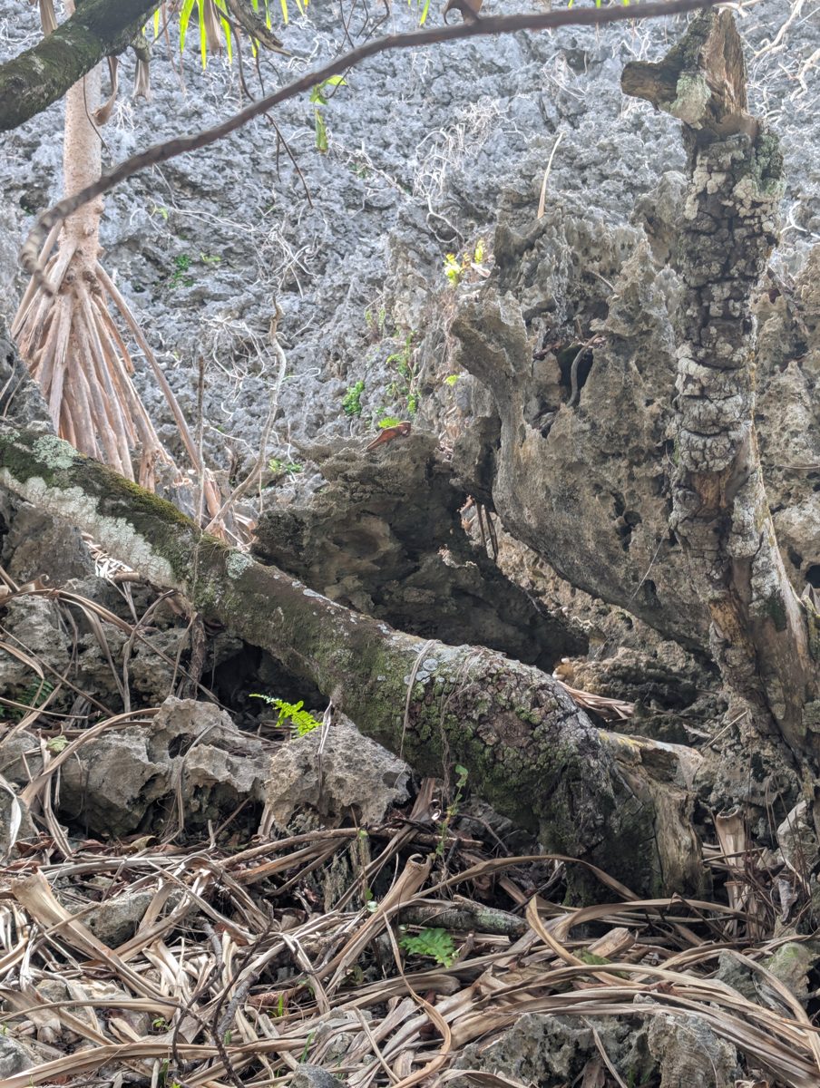 Notch-shaped cave/channel uncertainty: A notch-shaped feature may be a collapsing cave, flushed ancient channel, or younger overhang; coral in and above the walls makes age relationships uncertain.