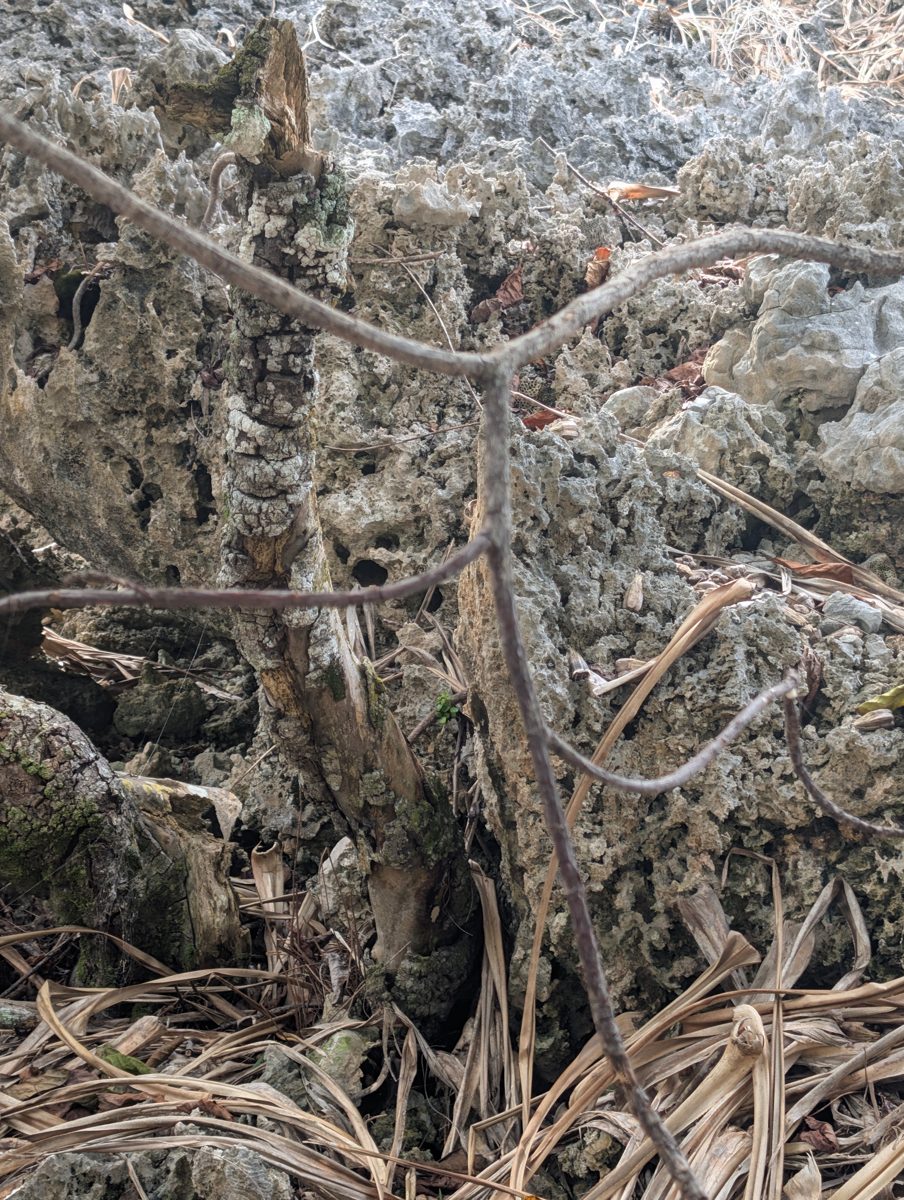 Notch-shaped cave/channel uncertainty: A notch-shaped feature may be a collapsing cave, flushed ancient channel, or younger overhang; coral in and above the walls makes age relationships uncertain.