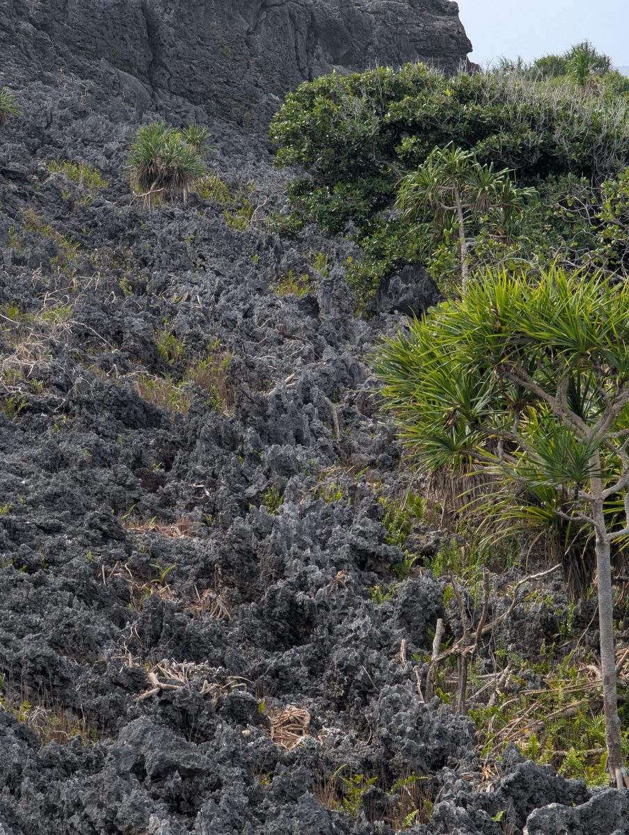 Second-cliff contact uncertainty: The relation between the road plane, reef at the cliff base, and second cliff remains unclear; the exposure may be deeper reef of the same highstand rather than a separate terrace contact.