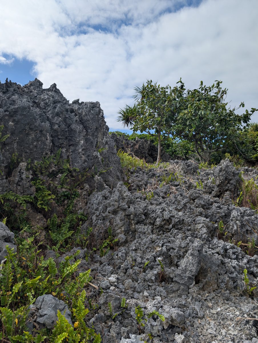Three-layer reef exposure: Photos frame lower coral reef, vertical walls, a recrystallized backreef/microbial flat with sparse corals, and the higher second cliff.