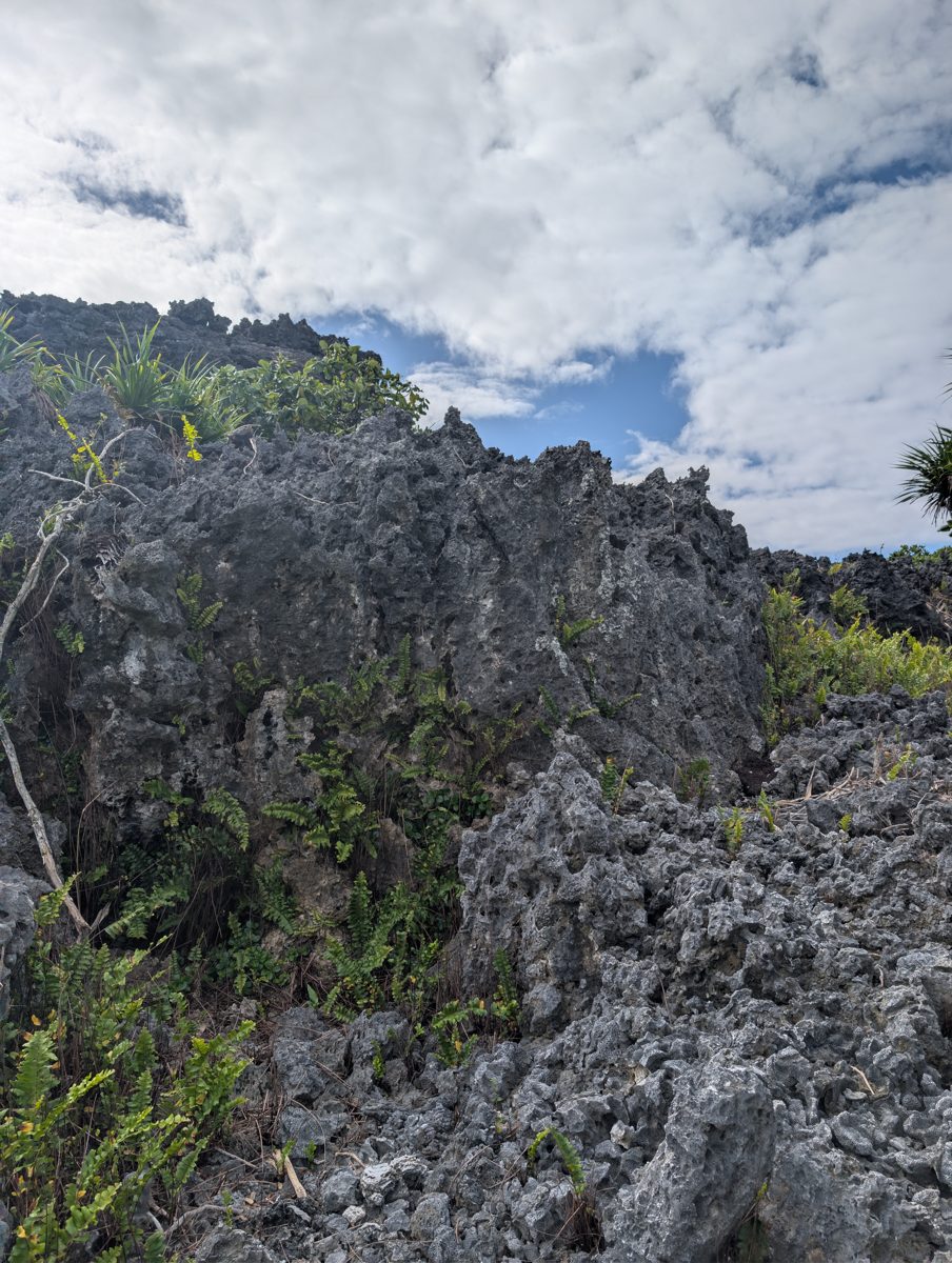 Three-layer reef exposure: Photos frame lower coral reef, vertical walls, a recrystallized backreef/microbial flat with sparse corals, and the higher second cliff.