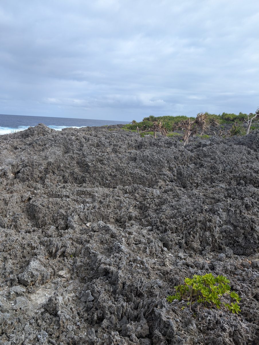 First cliff gullied reef fabric: Toward the coast, the first cliff becomes more coral-rich and develops rivulets or gullies running seaward.