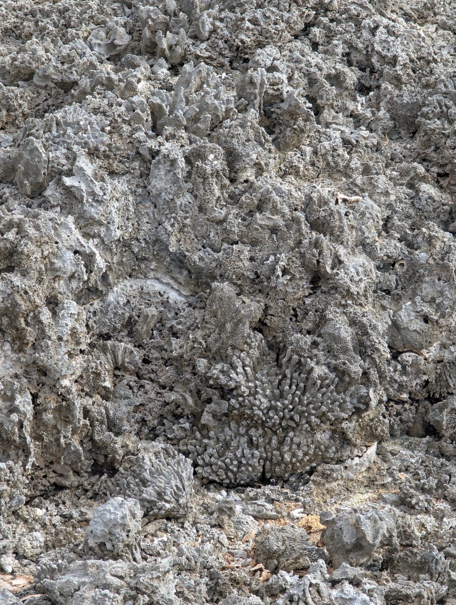 First cliff gullied reef fabric: Toward the coast, the first cliff becomes more coral-rich and develops rivulets or gullies running seaward.