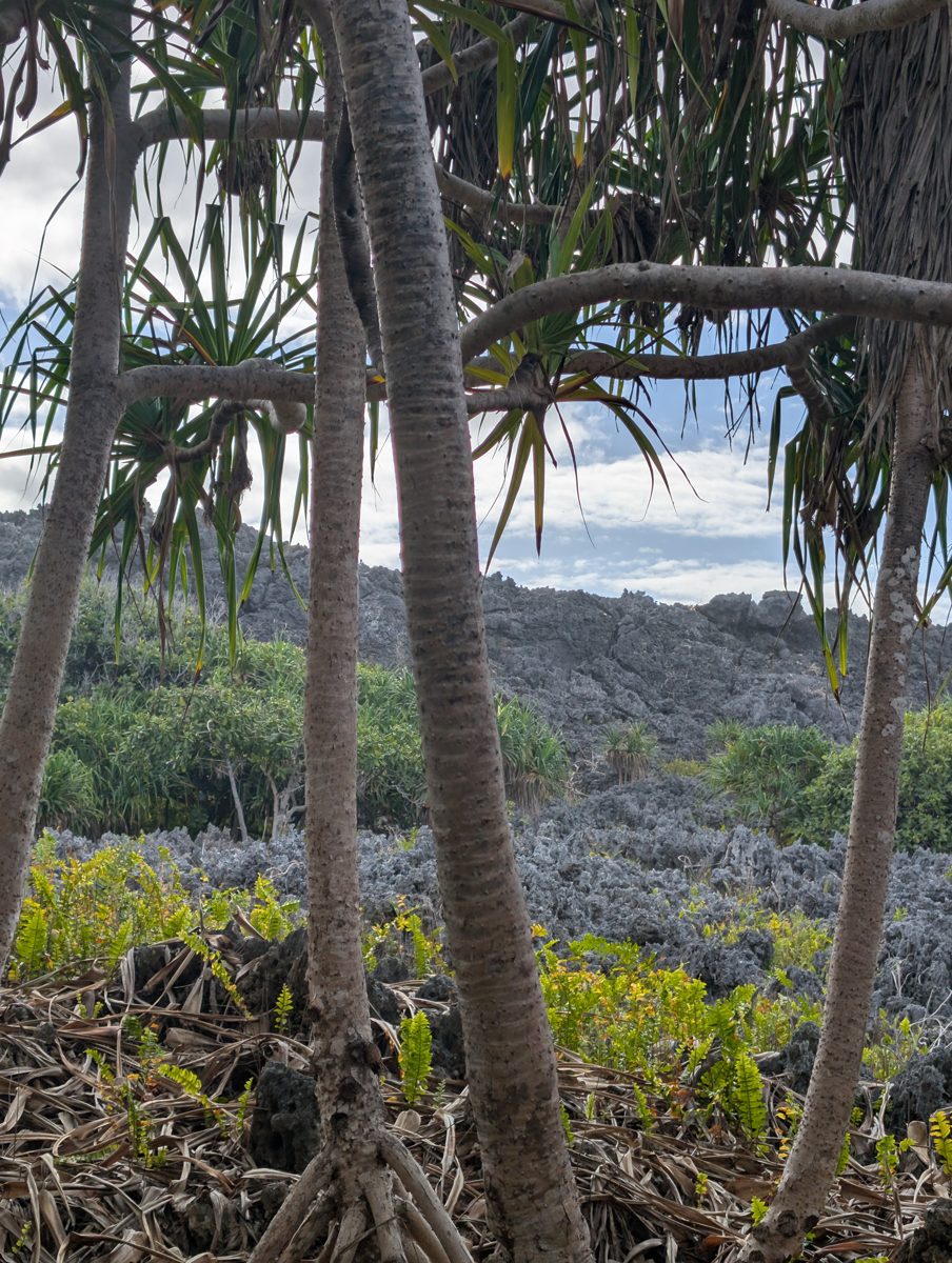 Possible 5e flat and intermediate reef: Photo records the probable MIS 5e reef flat, second high cliff, and an intermediate reef feature targeted for origin testing.