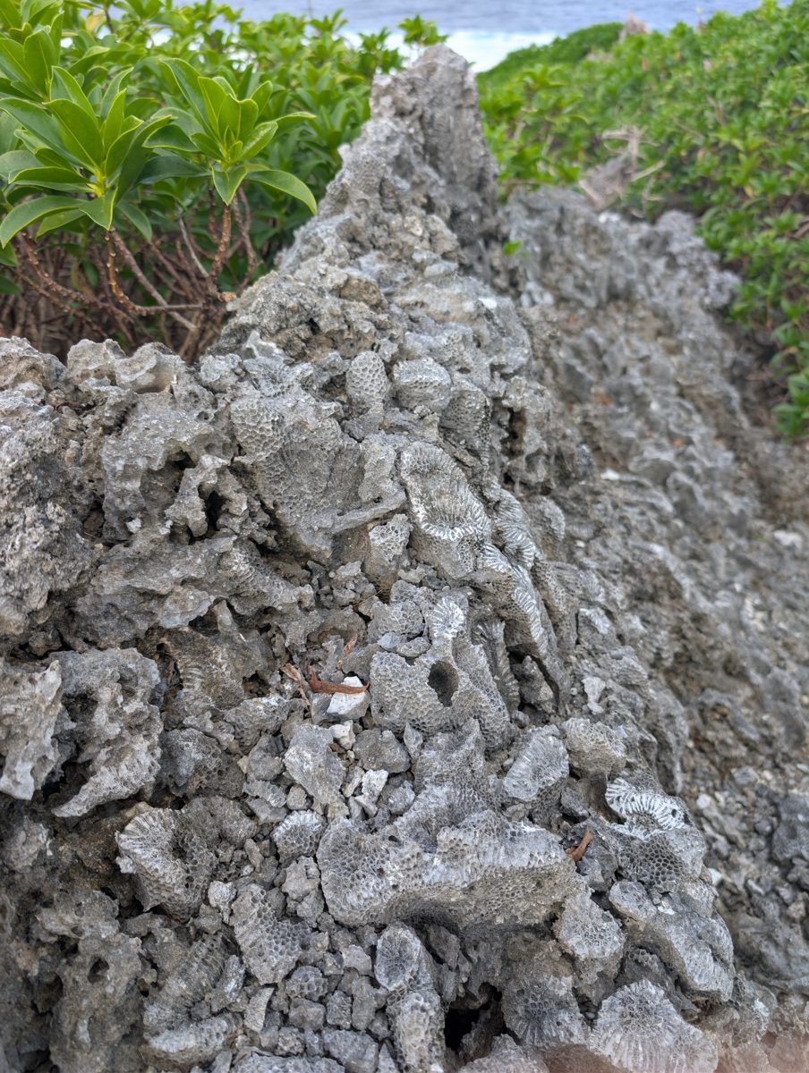 Coral spurs on first cliff: Photo note records coral composing most spines or spurs along the first cliff.