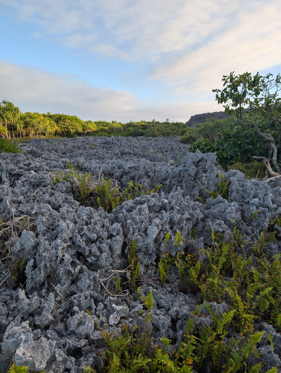 HS113 lows between intermediate highs: GPS work in lows between diamond-shaped intermediate highs showed abundant lower coral and more weathered coral on higher features.