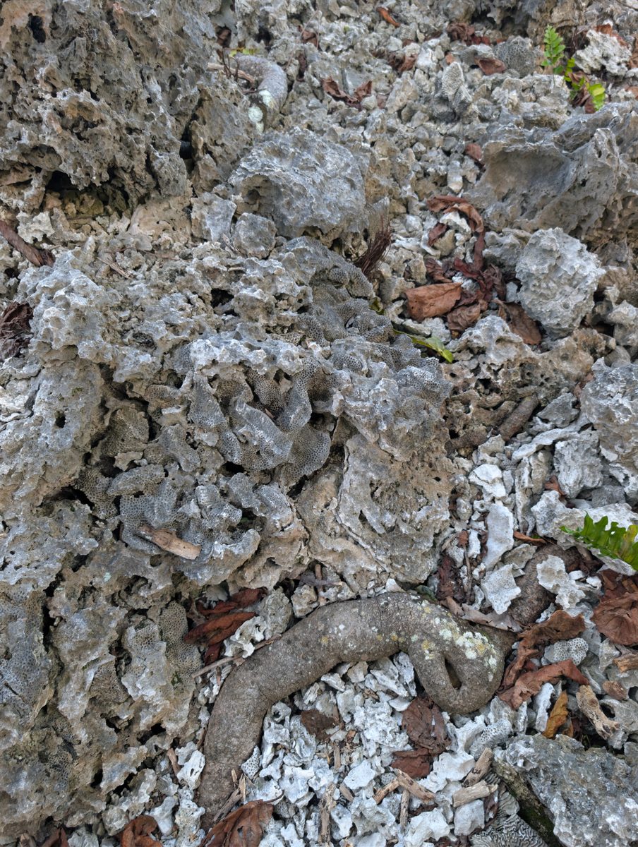 Intermediate patch-reef interpretation: Repeated checks suggest the intermediate highs may be patch reefs with channels between them, perhaps exposed briefly or grown up to a sea-level limit.