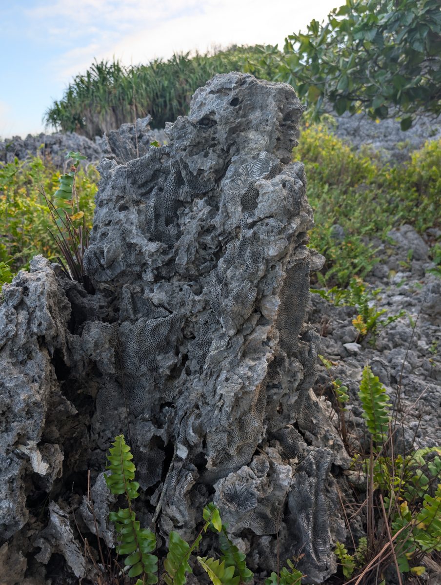 Intermediate patch-reef interpretation: Repeated checks suggest the intermediate highs may be patch reefs with channels between them, perhaps exposed briefly or grown up to a sea-level limit.