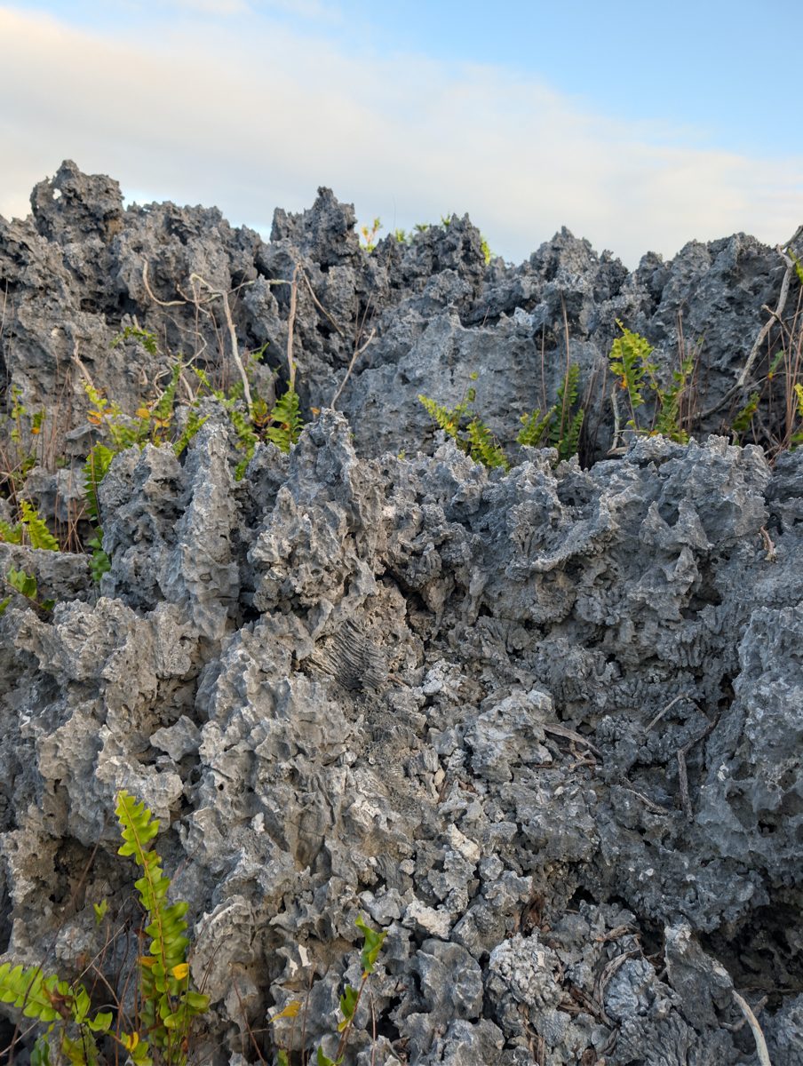 Intermediate patch-reef interpretation: Repeated checks suggest the intermediate highs may be patch reefs with channels between them, perhaps exposed briefly or grown up to a sea-level limit.