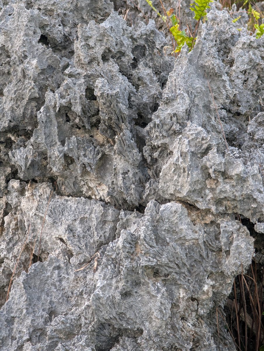 Acropora-dominated high patches: Emily noted that the high patches are dominated by delicate upward-branching Acropora-like coral until the team enters the lows.