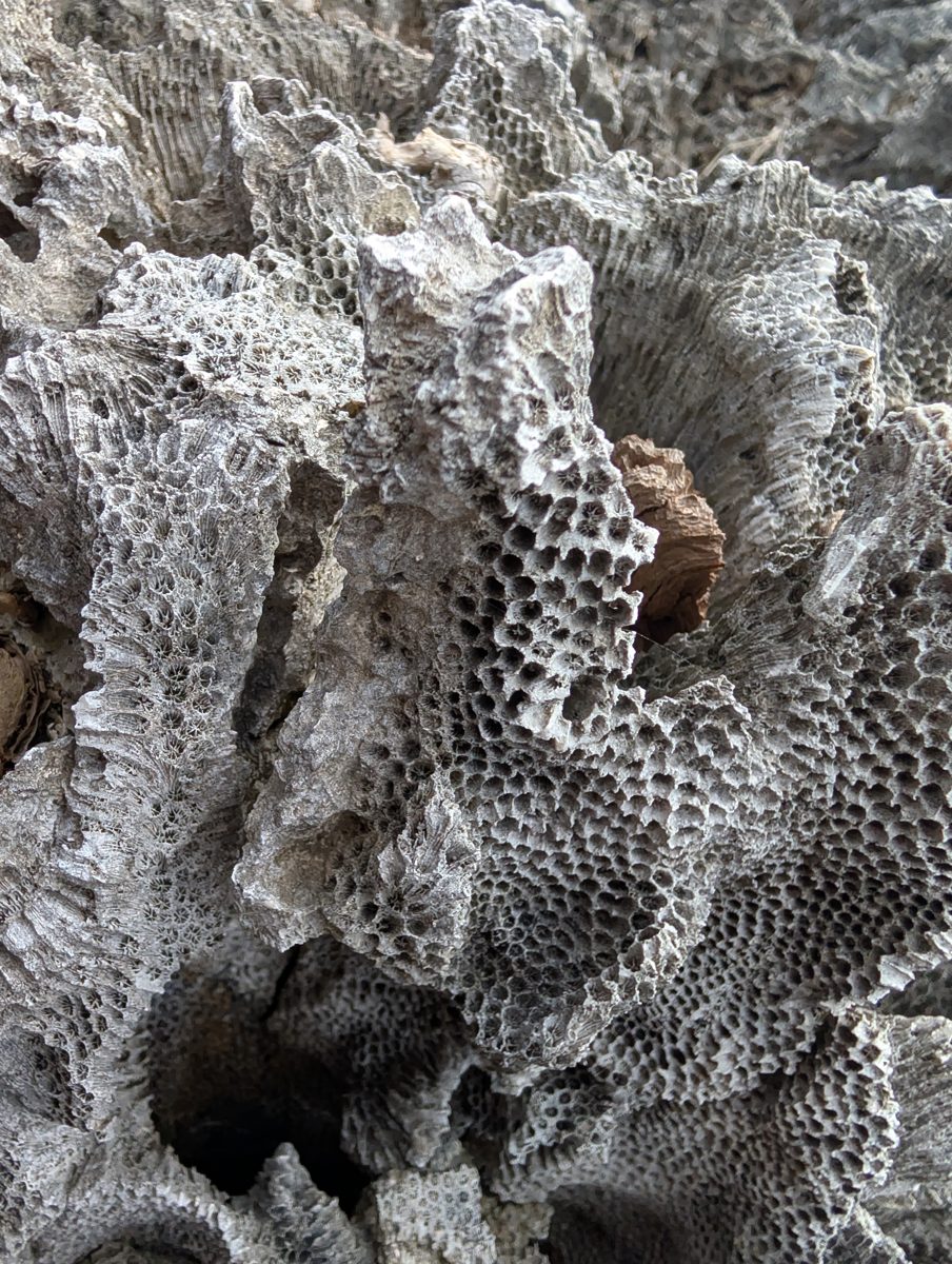 HS115 shoreward framework transect: Transect began at the reef edge with preserved framework, Porites-like groups, and encrusters before walking landward toward the second high cliff.